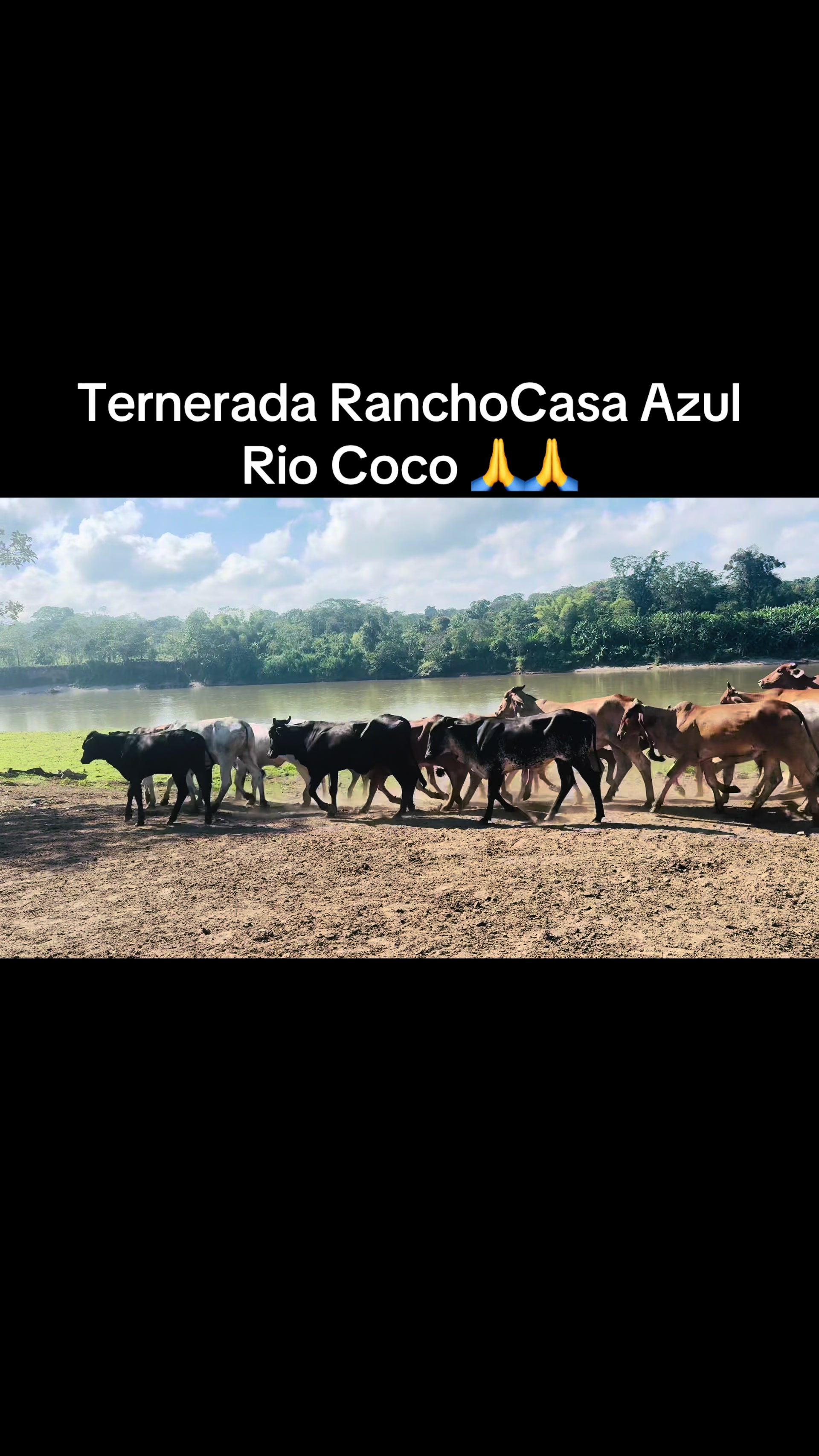 @Caballo loco 77