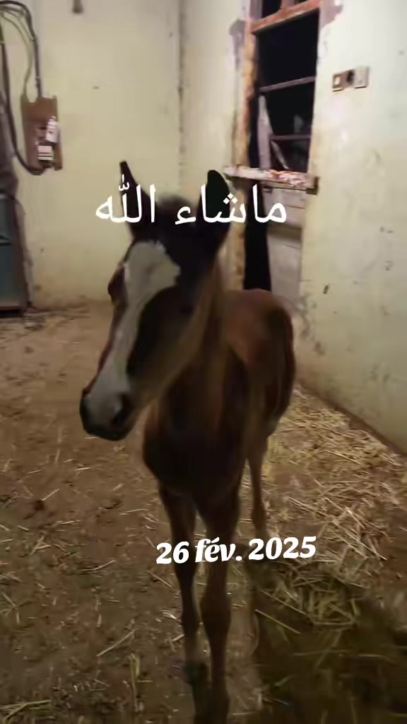 @Nour Noor