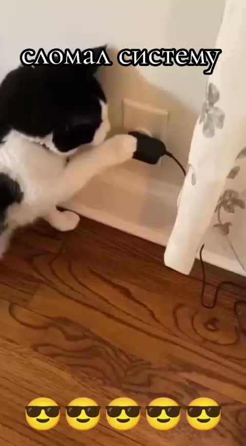 @Дэнчик Кэт