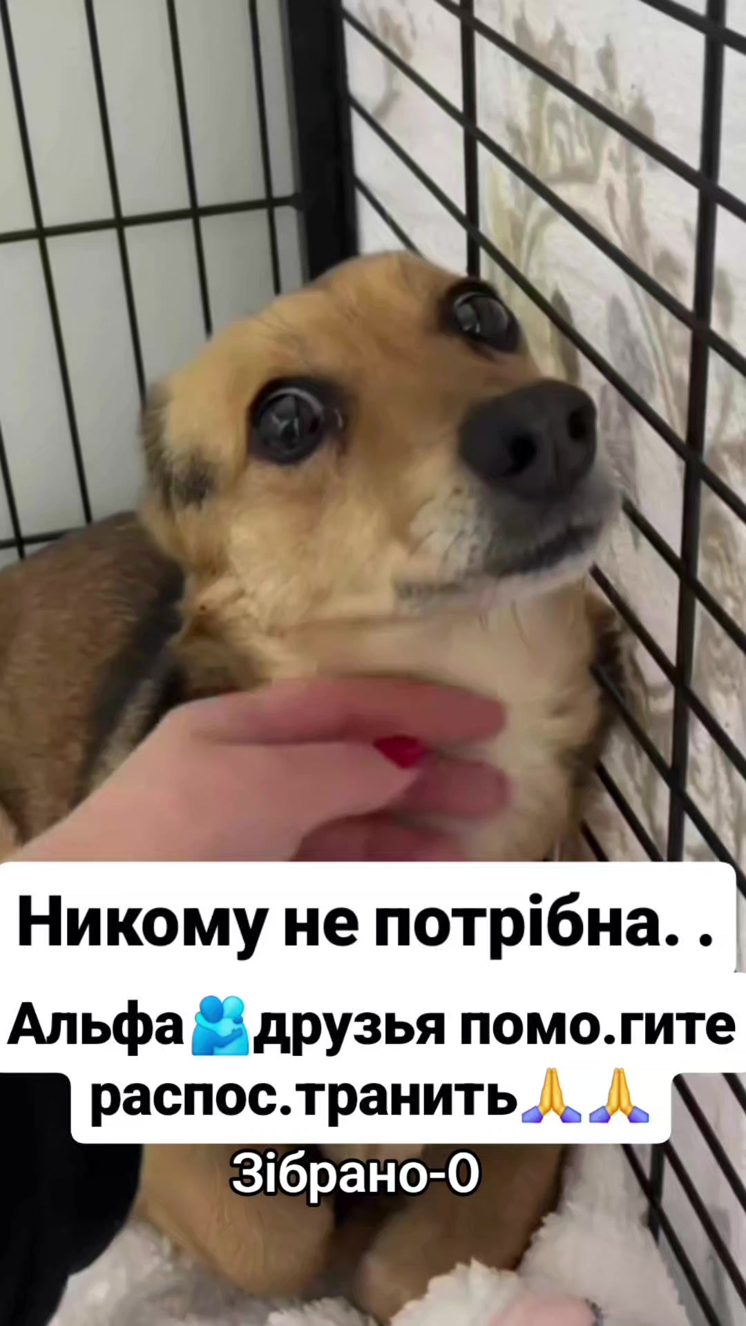 @animal