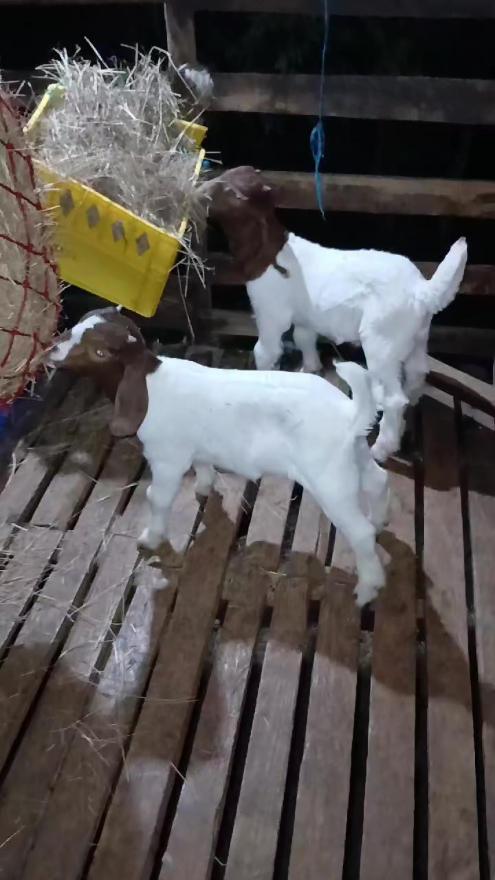 @Hillside farms 🐐