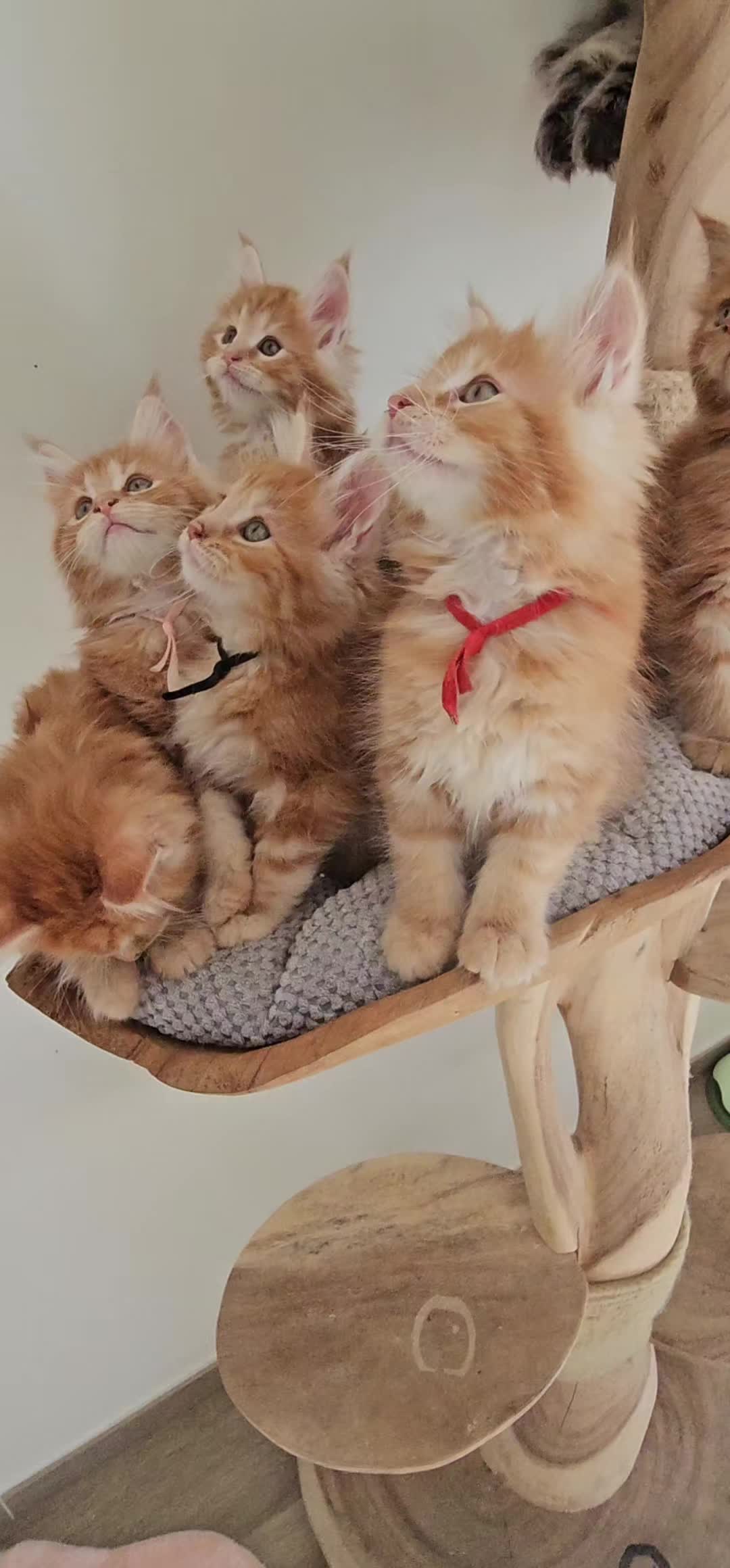 @mainecoonspalace