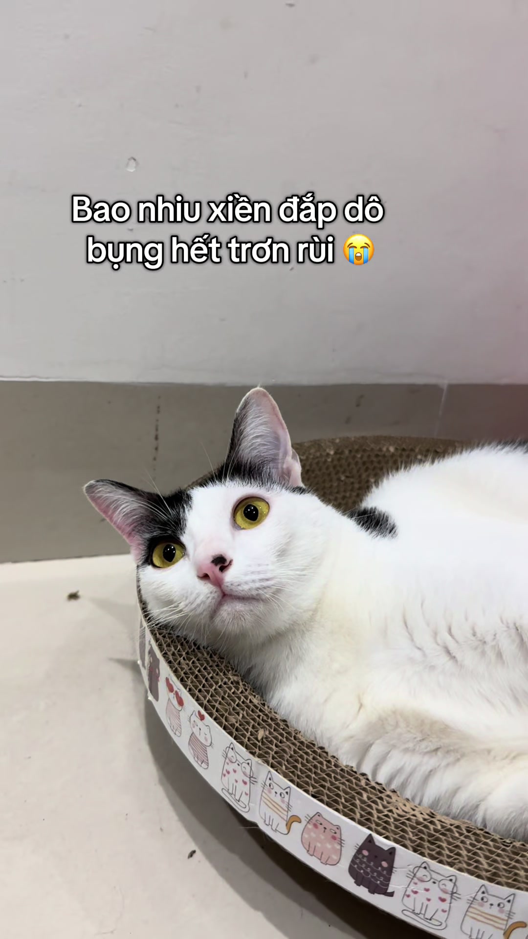 @m&egrave;o t&ecirc;n l&agrave; M&egrave;o