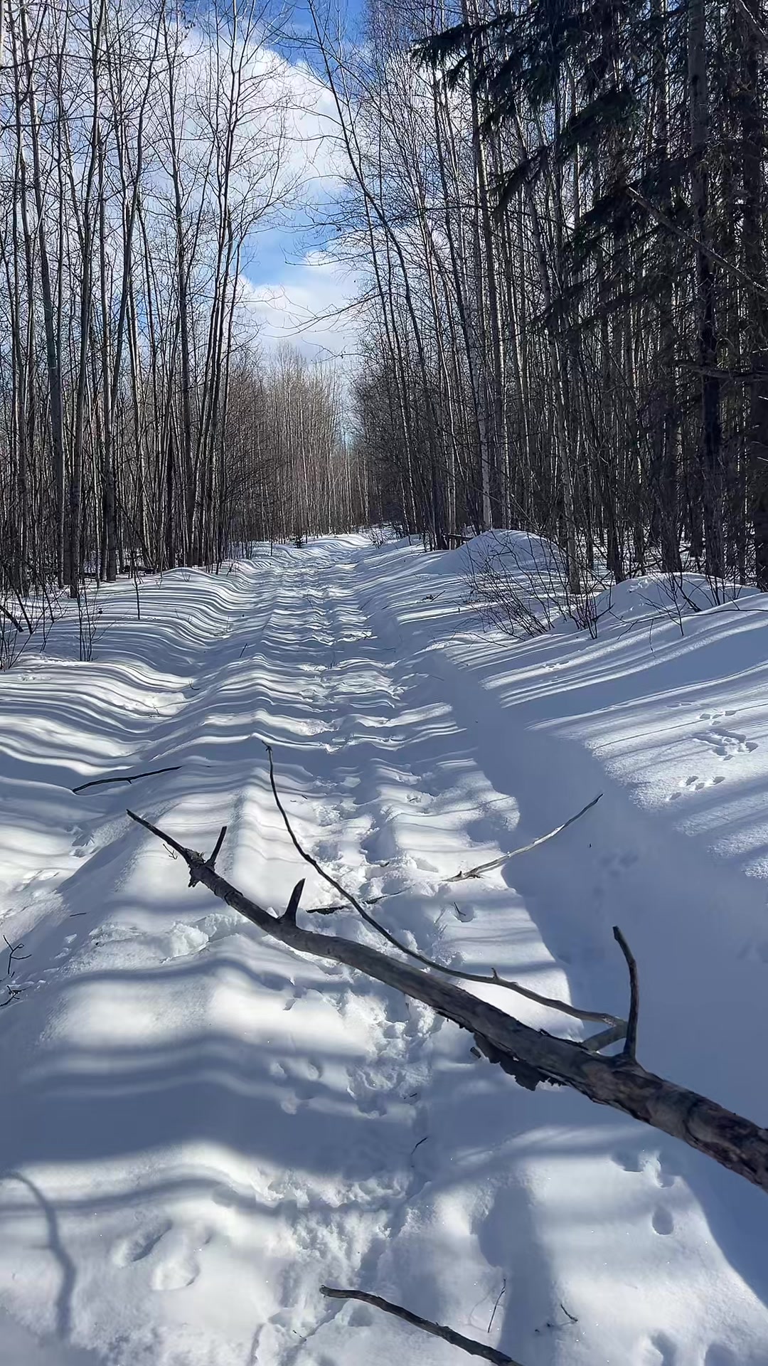 @WildBoreal 🇨🇦