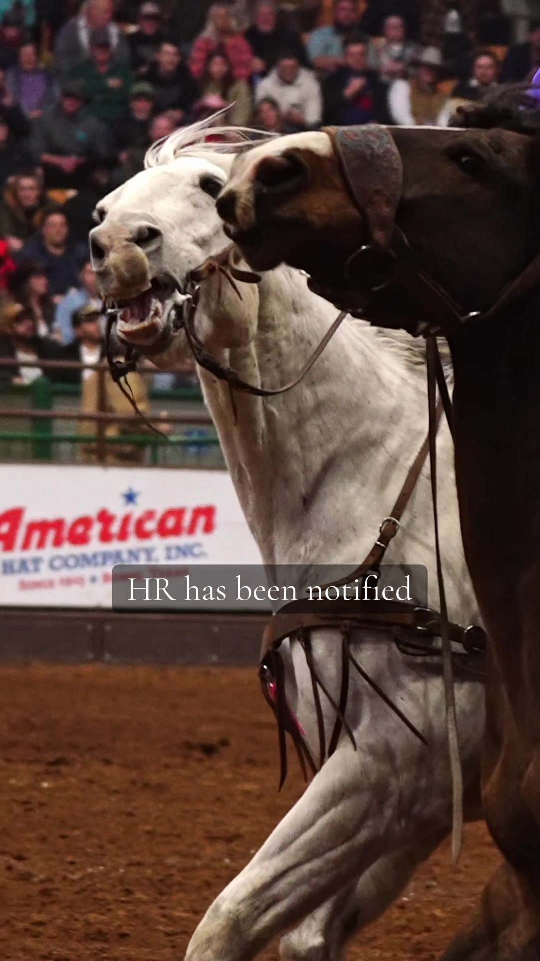 @Hanginghorses