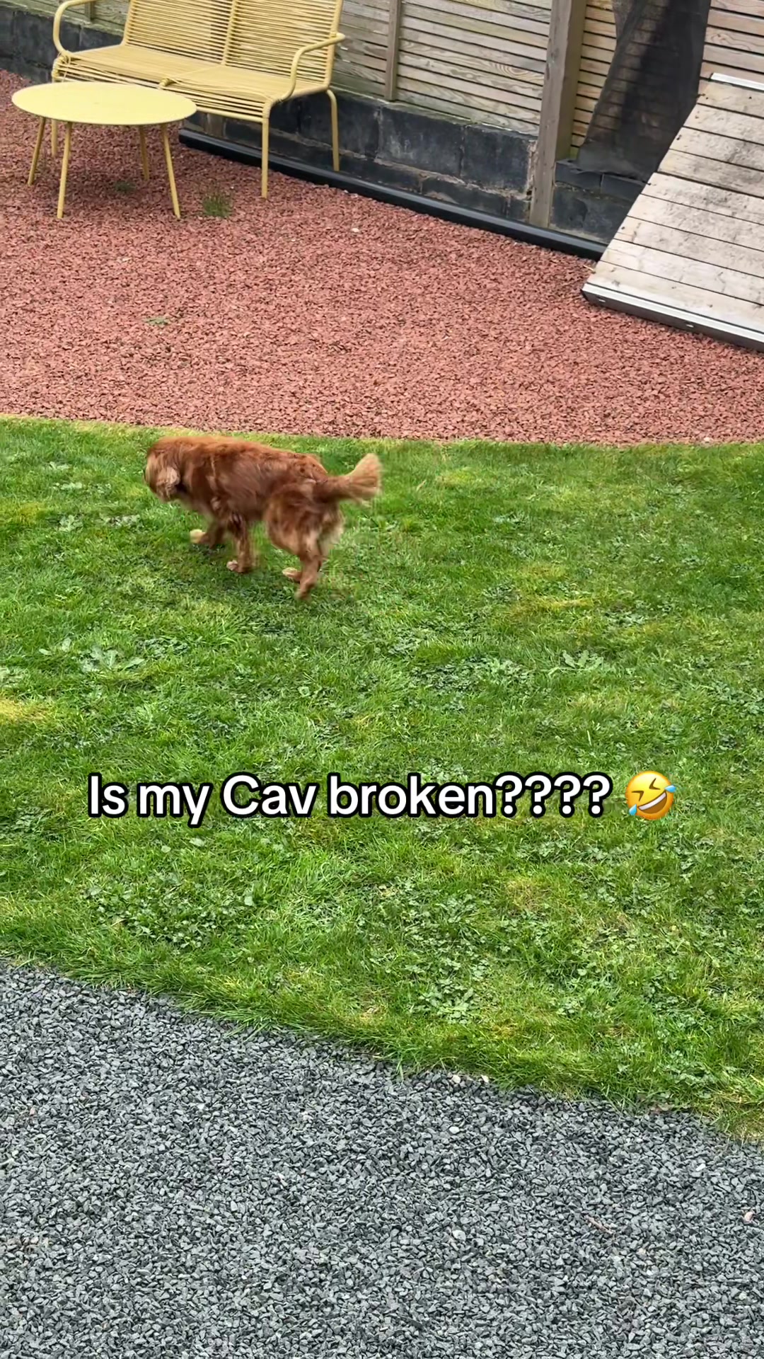 @Bella, the Cavalier 🐾