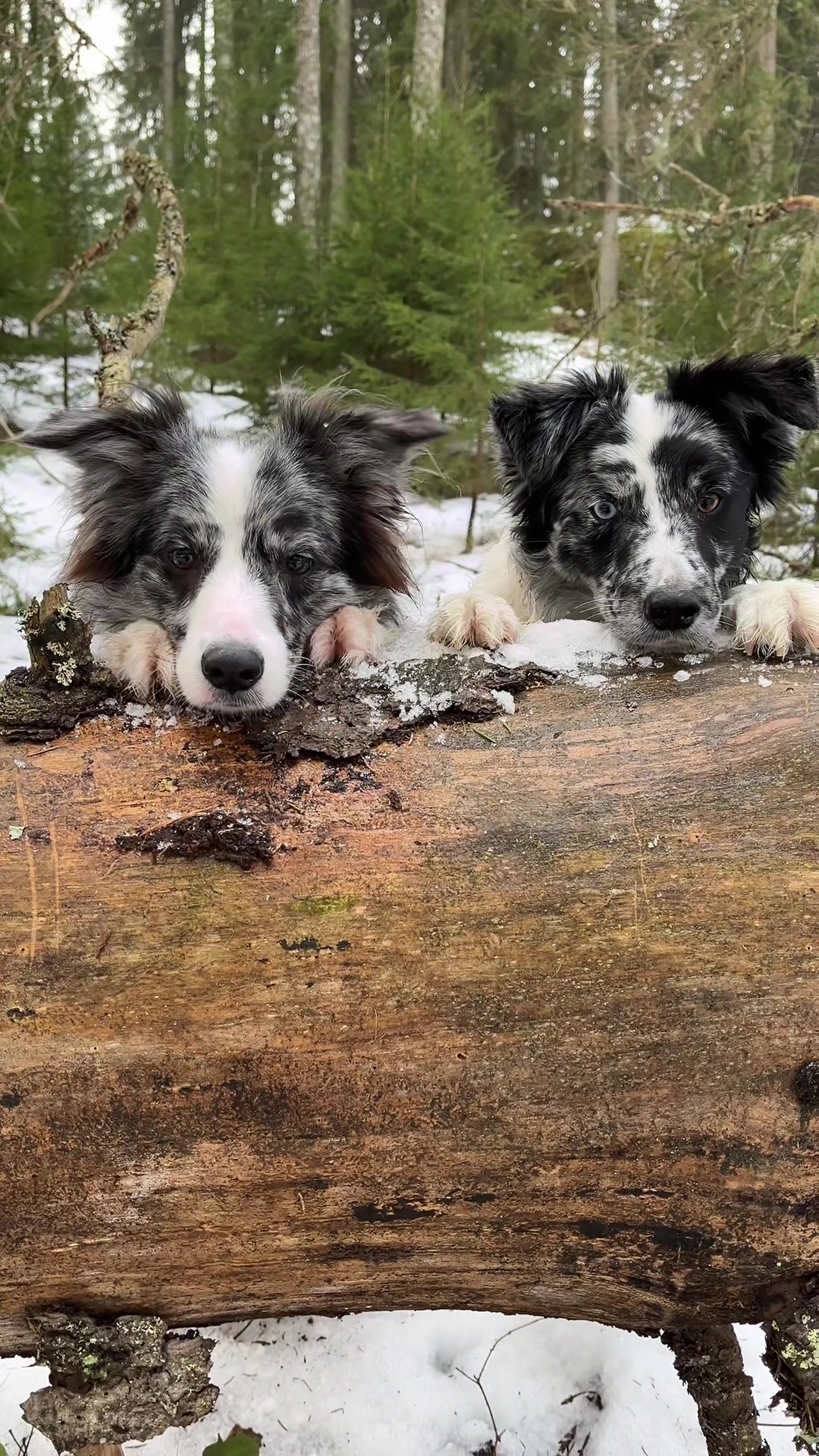 @bordercollieMuse