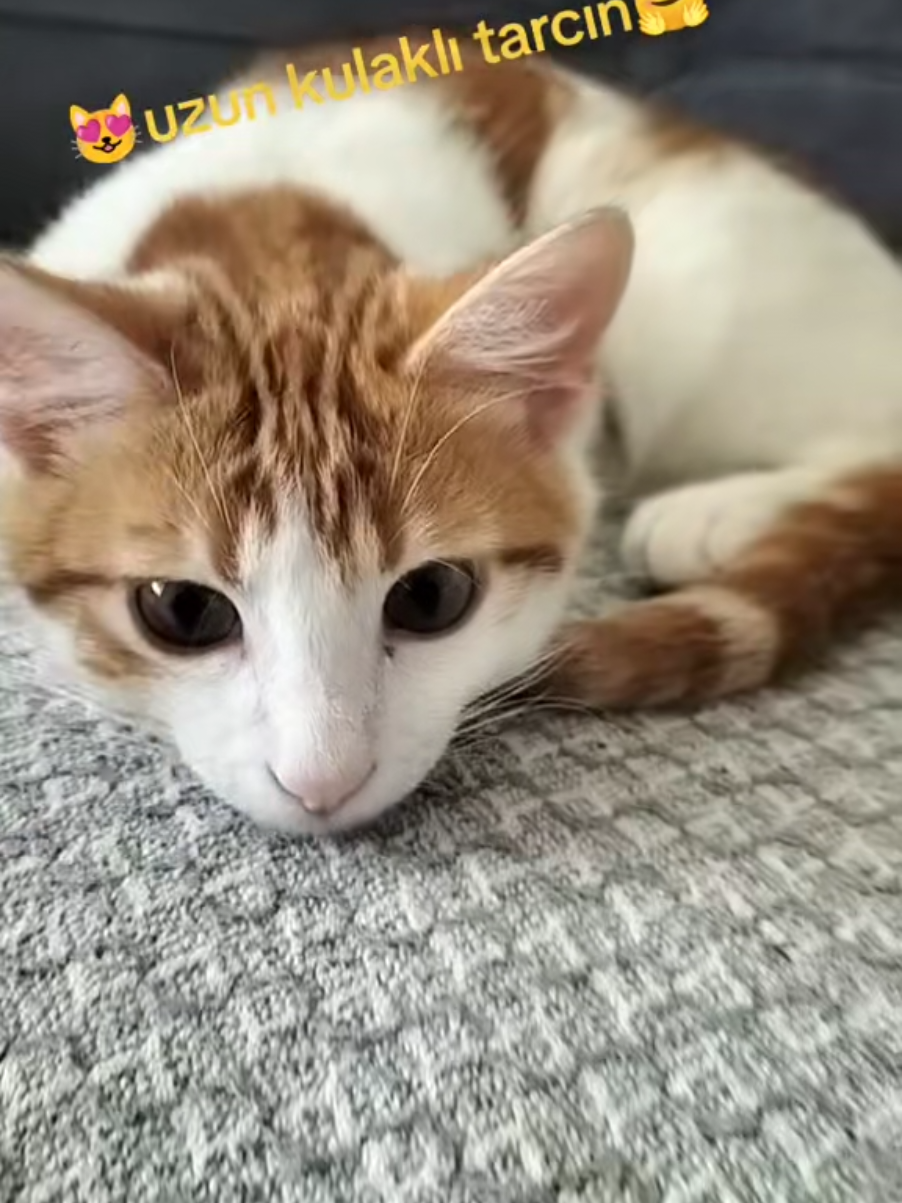 @💞S̴E̴V̴D̴A̴ ̴💞KEDİ💞