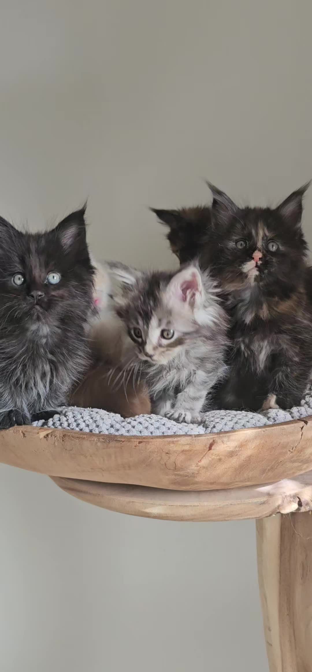 @mainecoonspalace