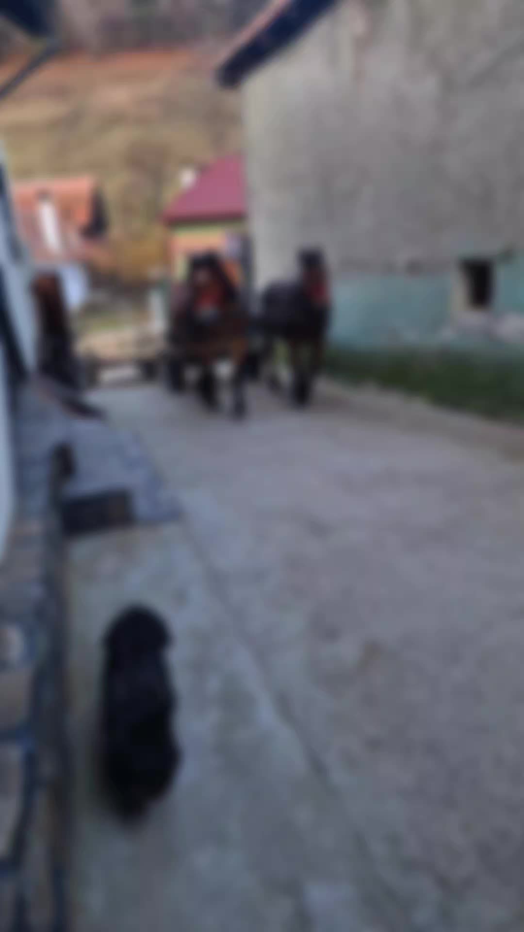 @🤠 Georgiana 🐴