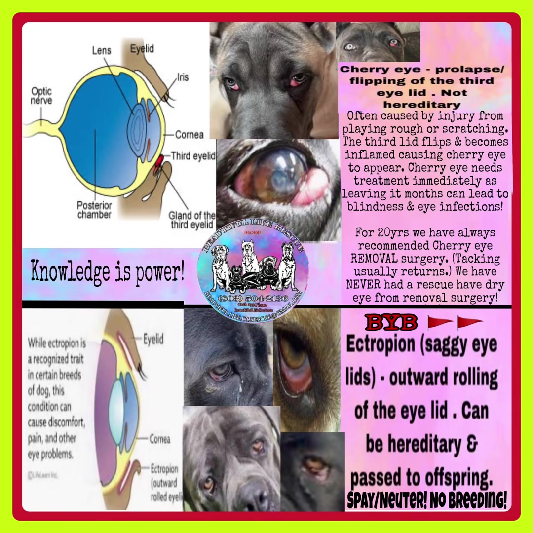 @Beautiful Life CC Rescue
