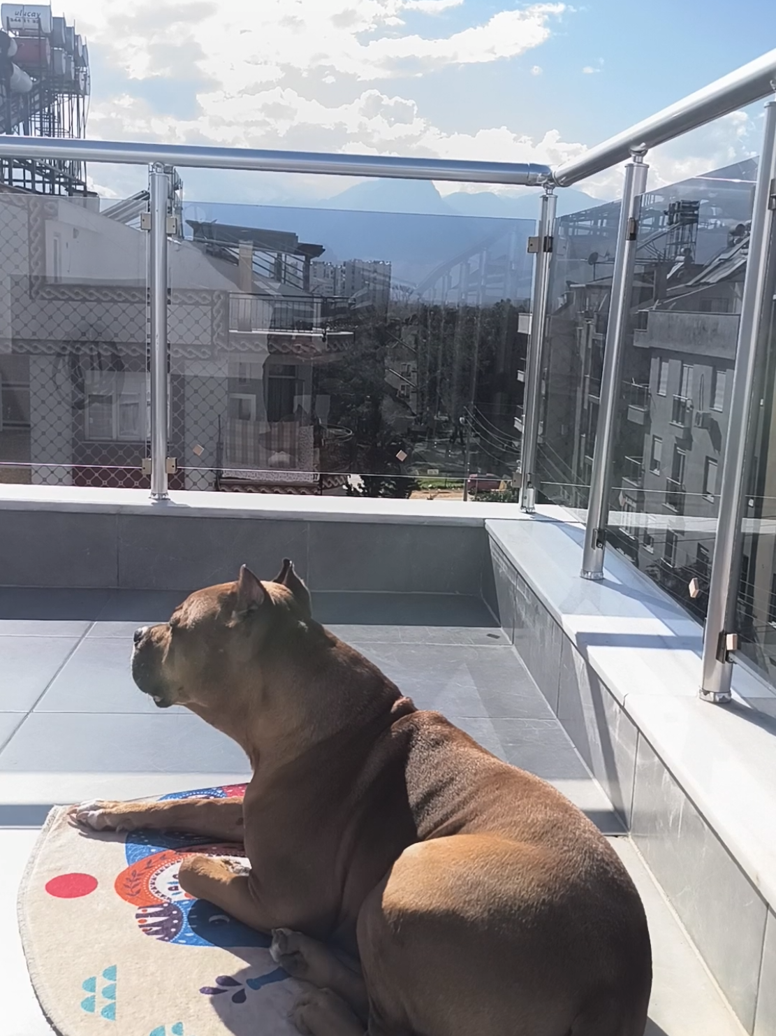 @pitbulll👑