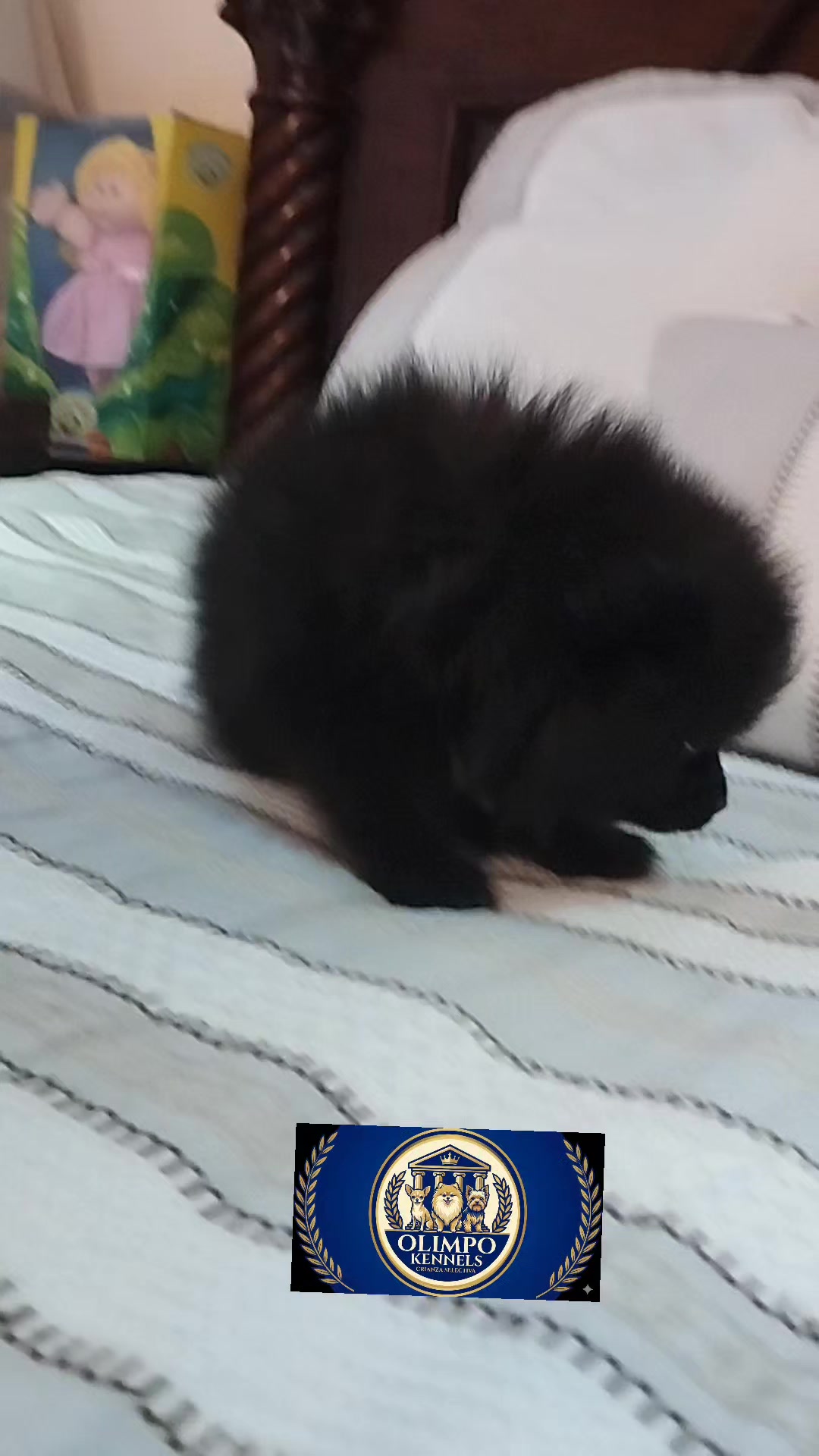 @olimpokennels