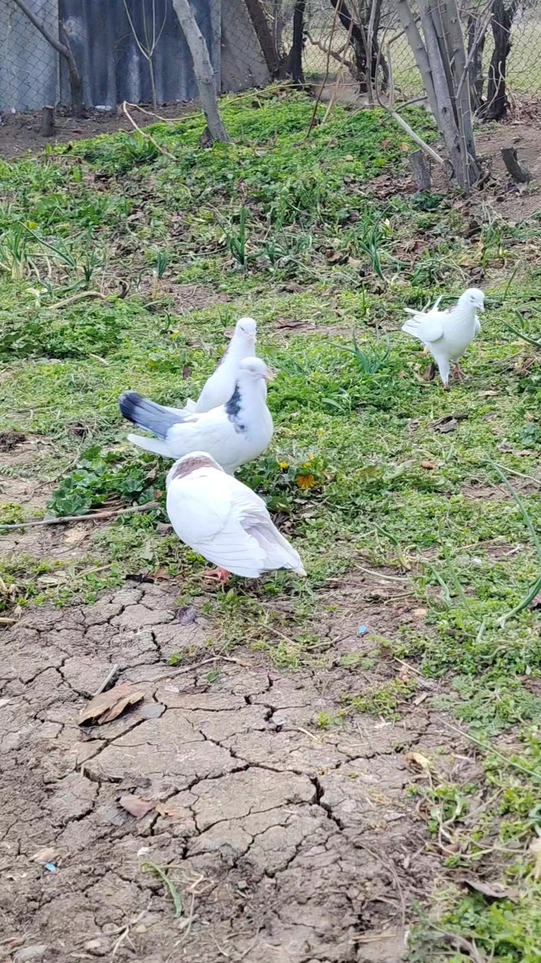 @G&ouml;yər&ccedil;in51