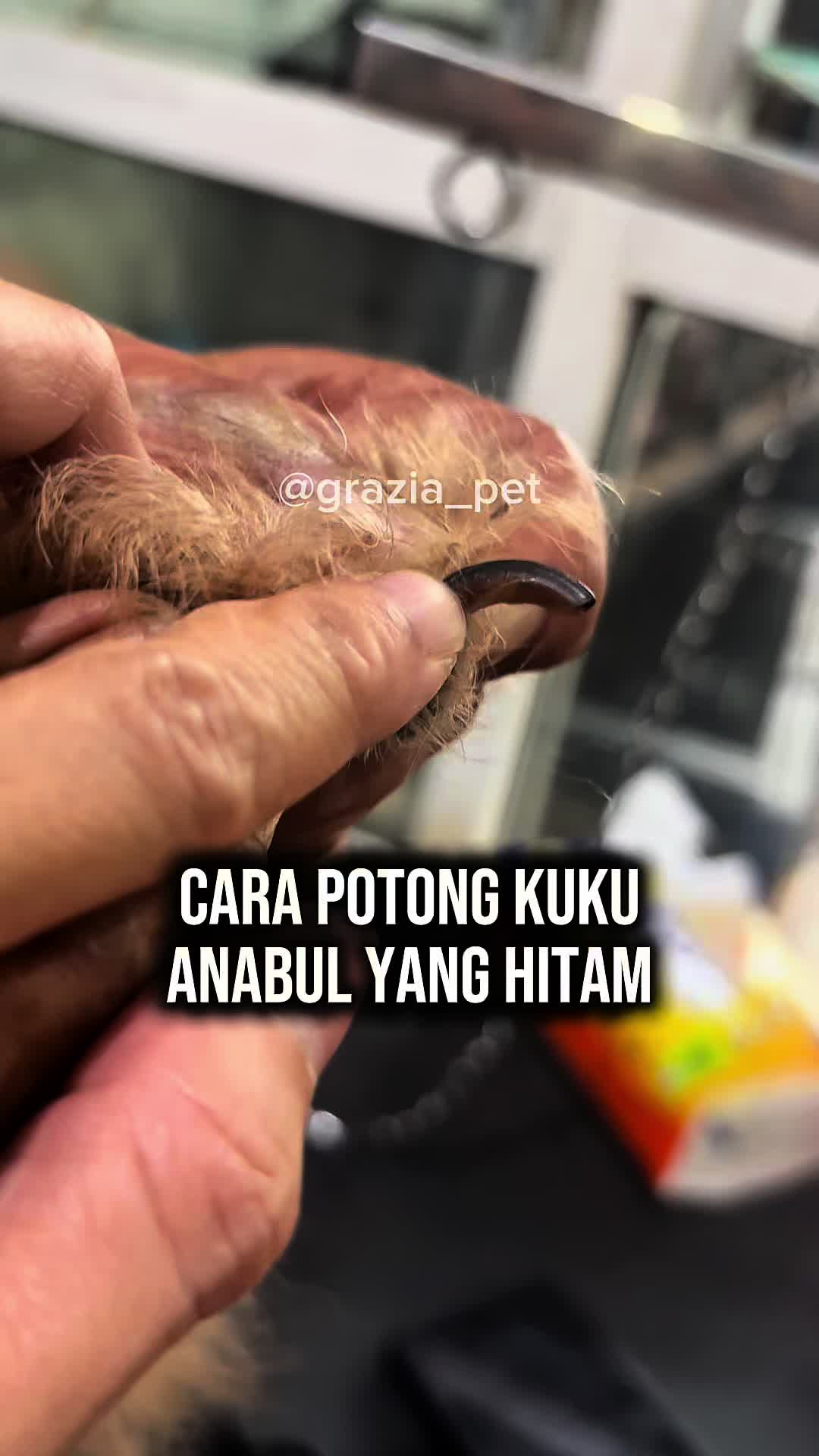 @Grazia Grooming Salatiga