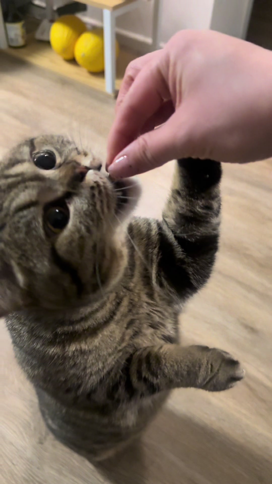 @Sonja_Kitty-Cat