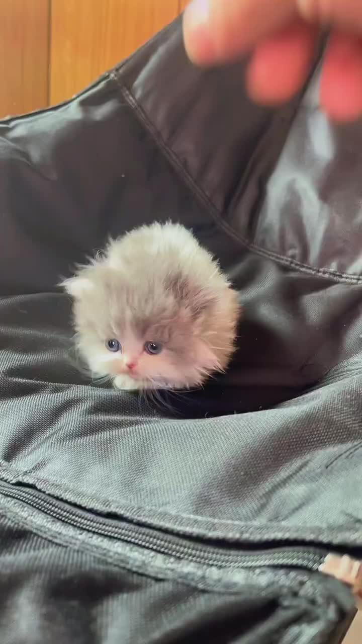 @EuroCatAdventures
