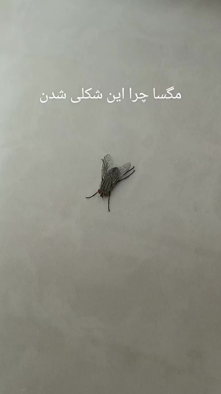 @ᴘᴀɴᴛᴇᴀ
