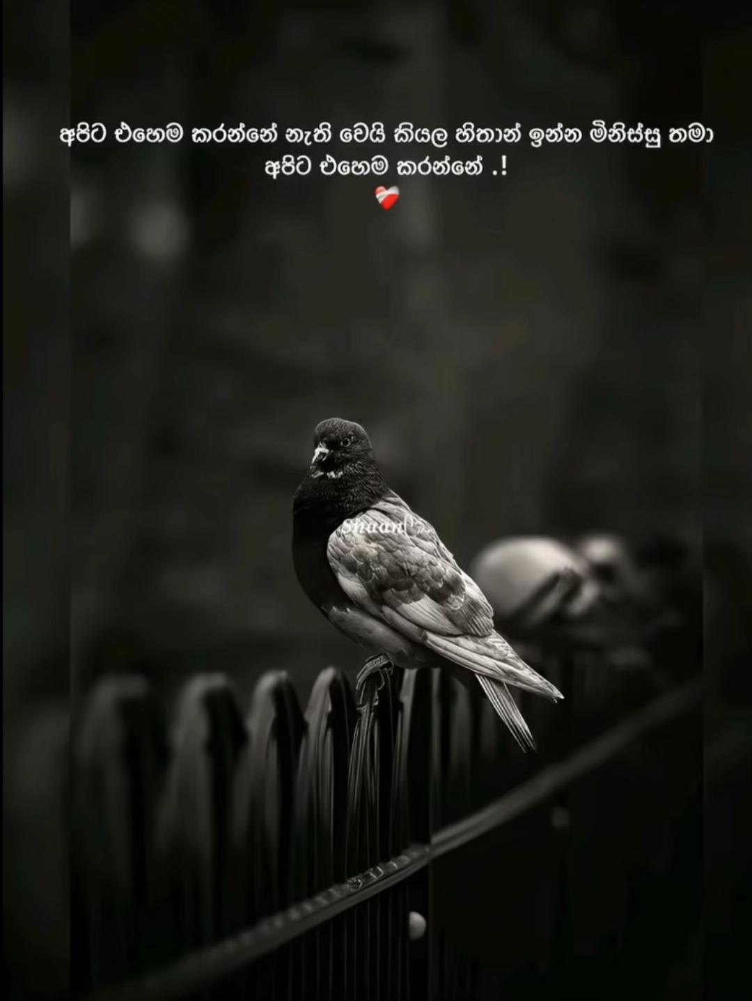 @Mashy Shwethani