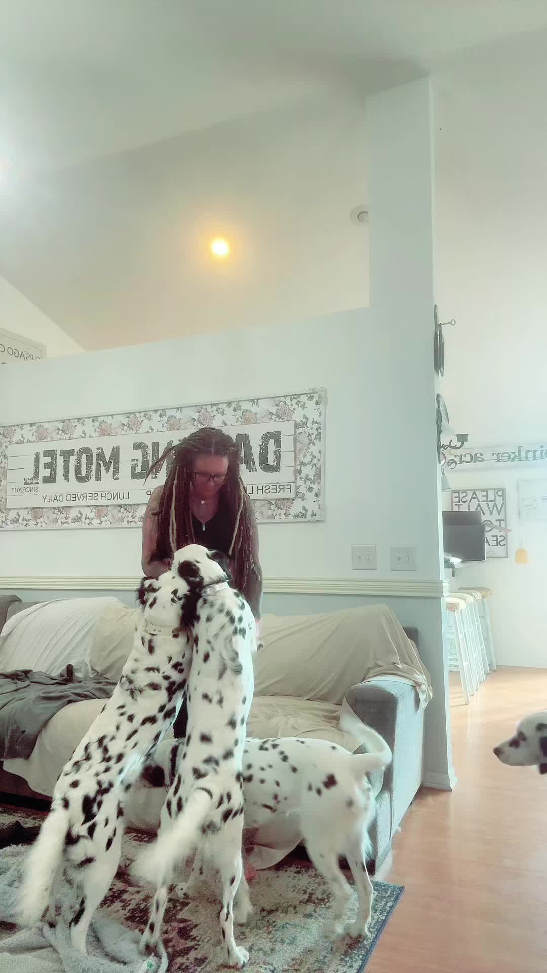 @Darling Dalmatians