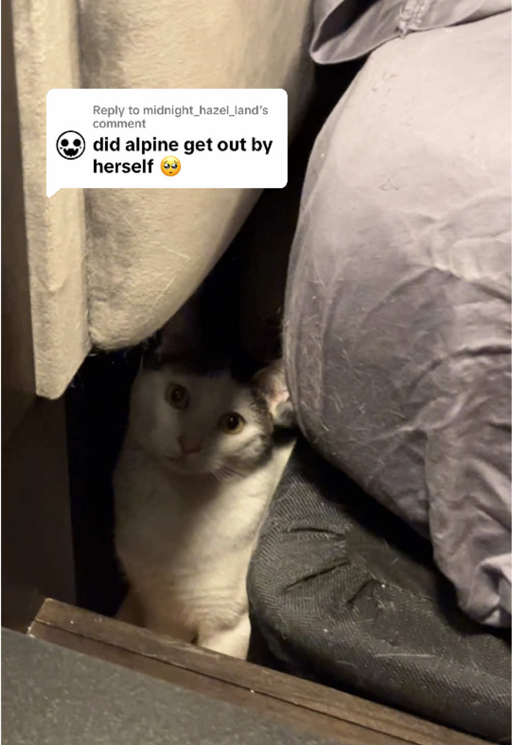 @Angel the Cat Mom