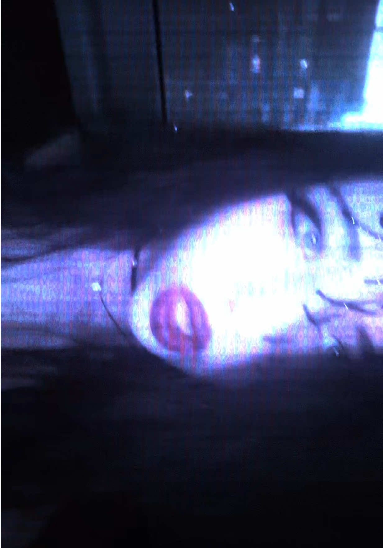 @shxka