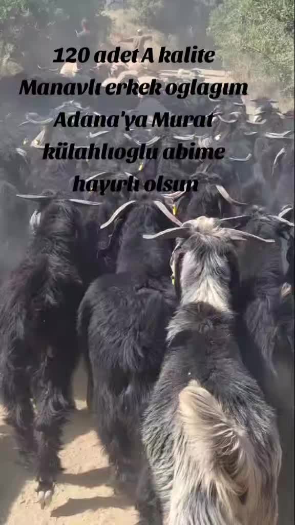 @Musacan kol