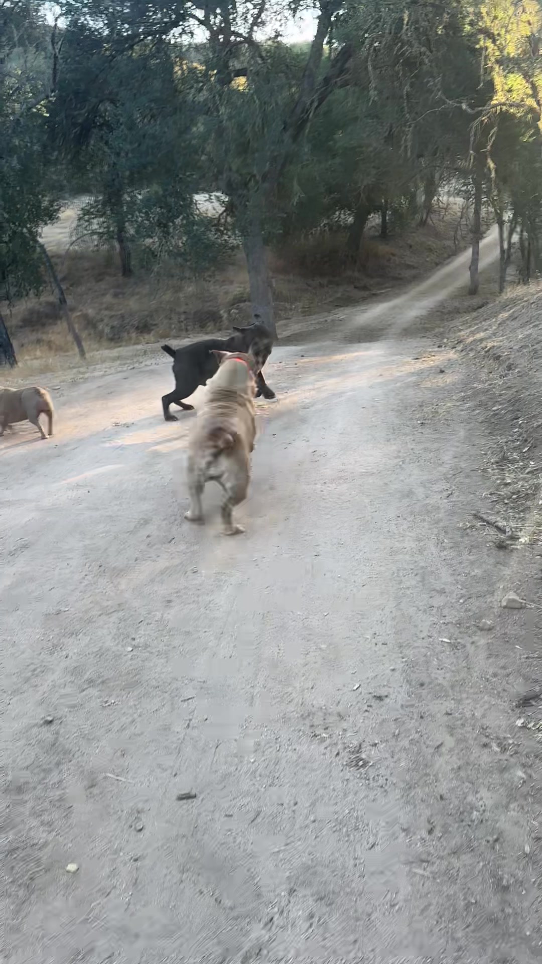 @Bigfoot Boerboels