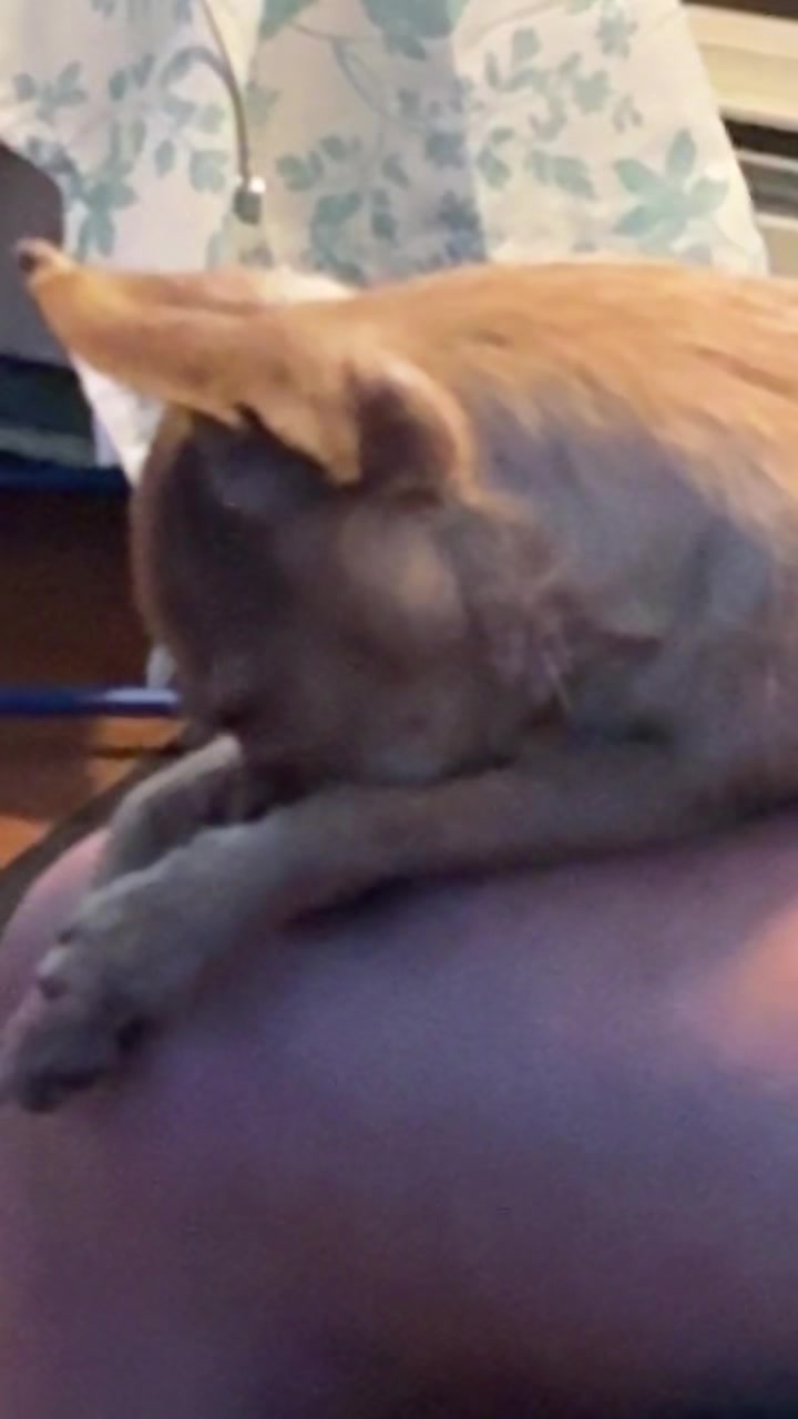 @LilHedghog