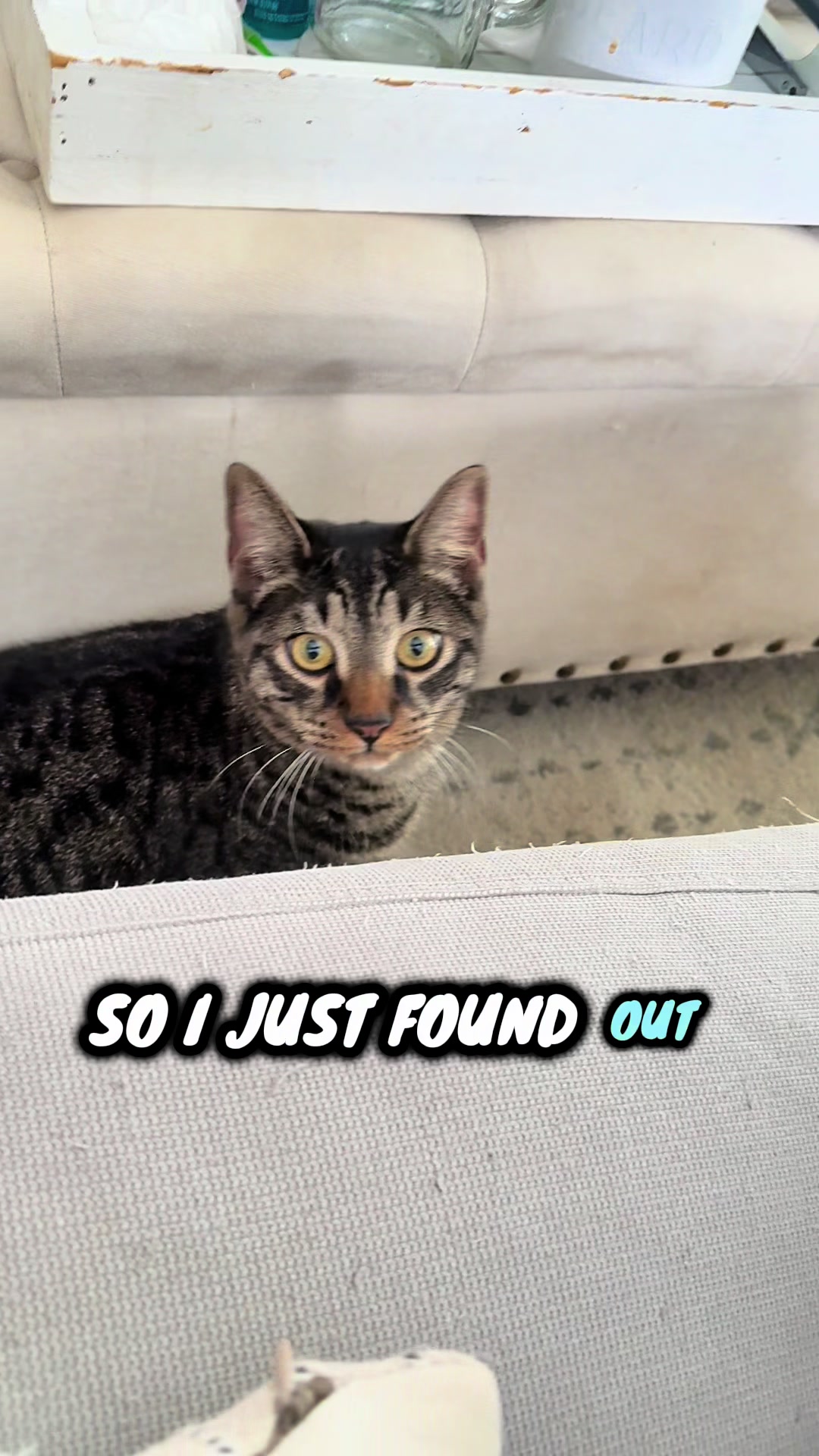 @TailsandWhiskersCo