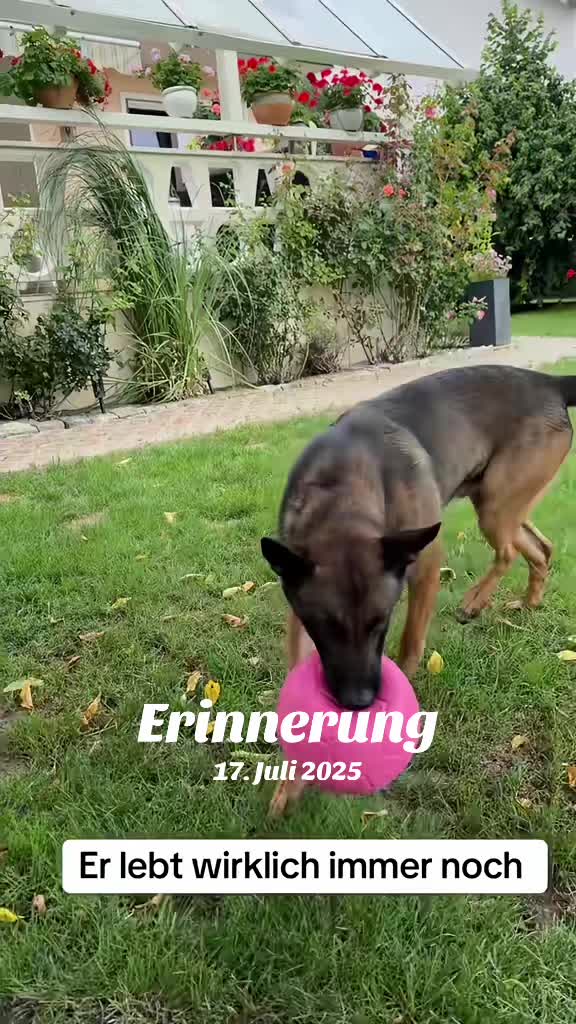 @malinois_und_ich