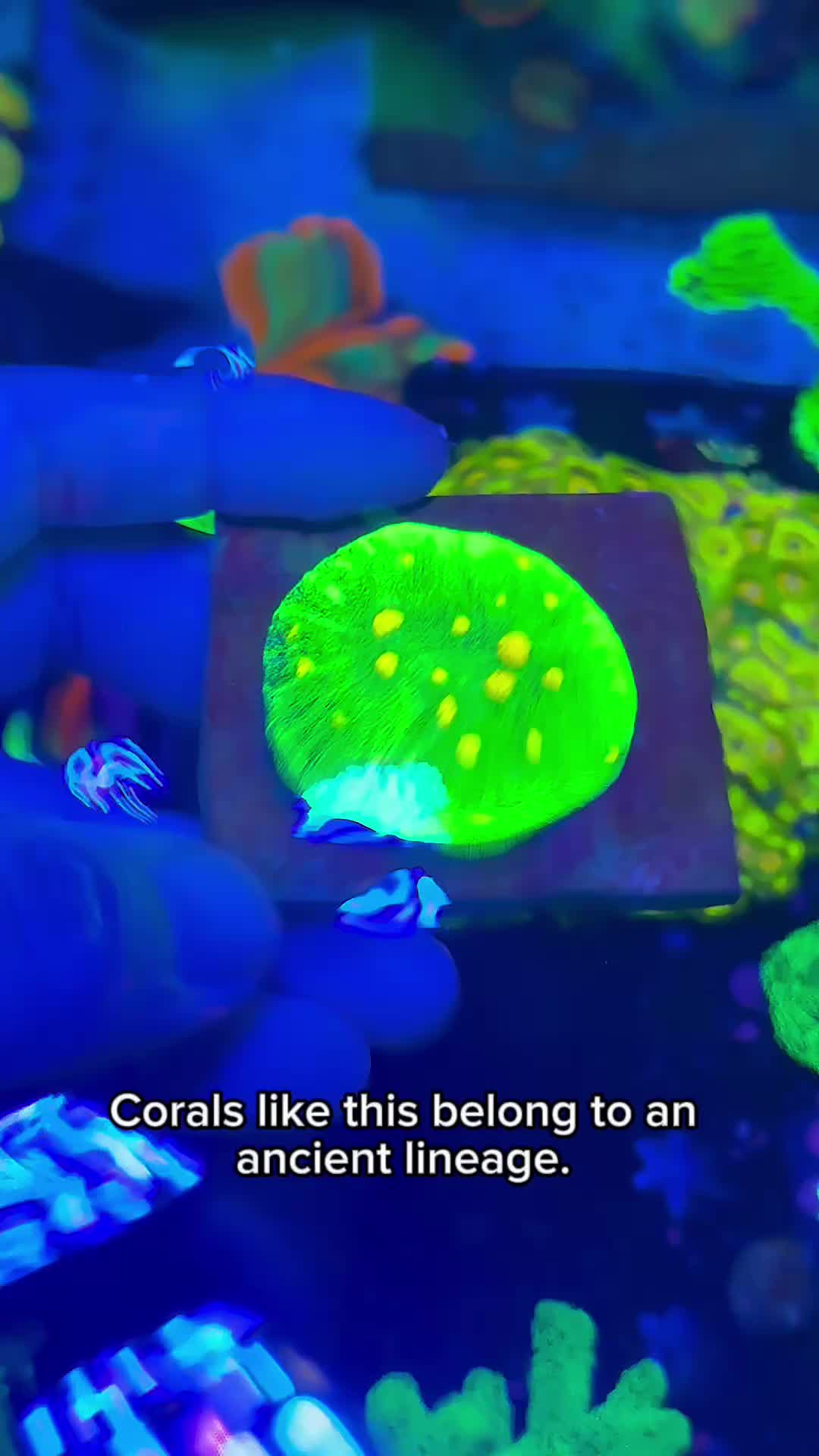 @Reeftogo