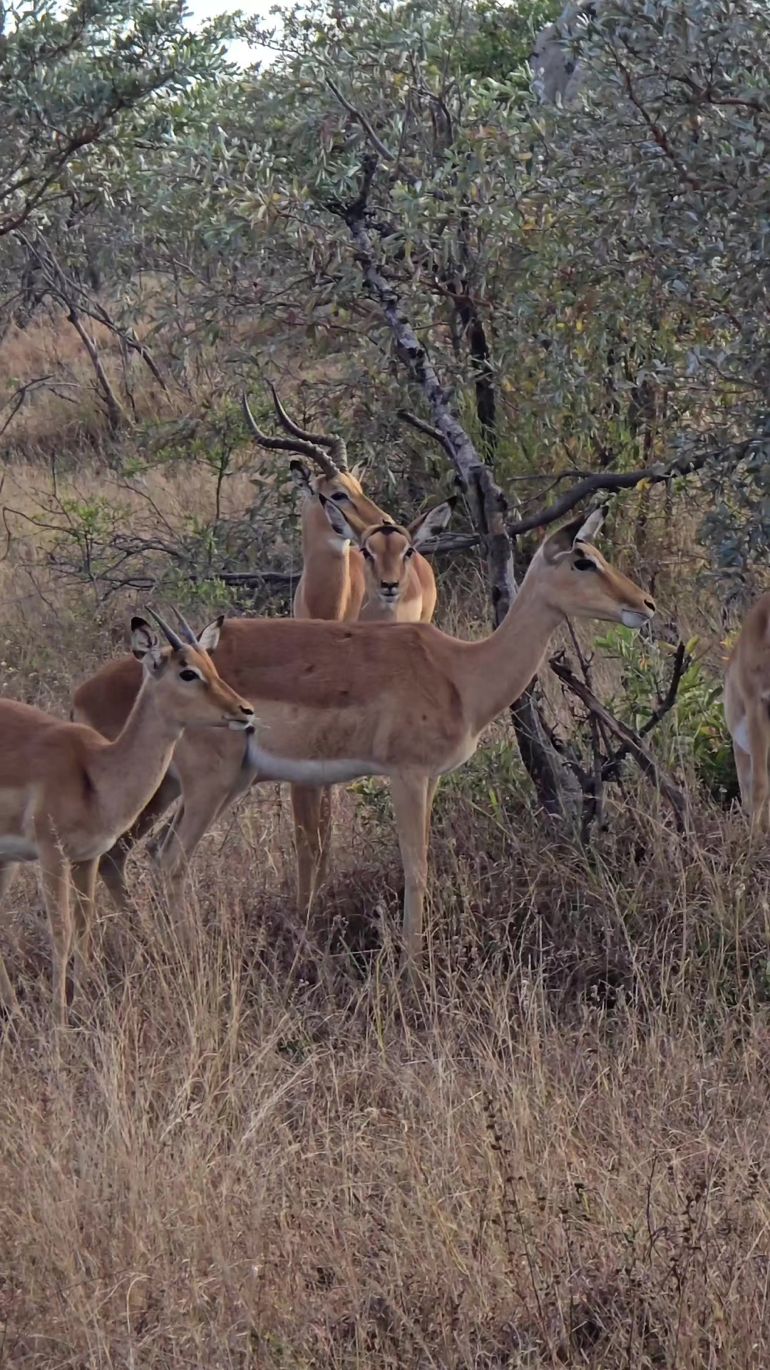 @KPS Safaris and Tours