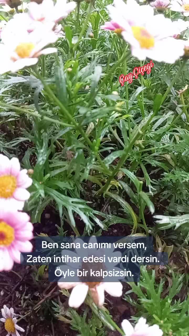 @&Ccedil;ay &ccedil;i&ccedil;eği-53