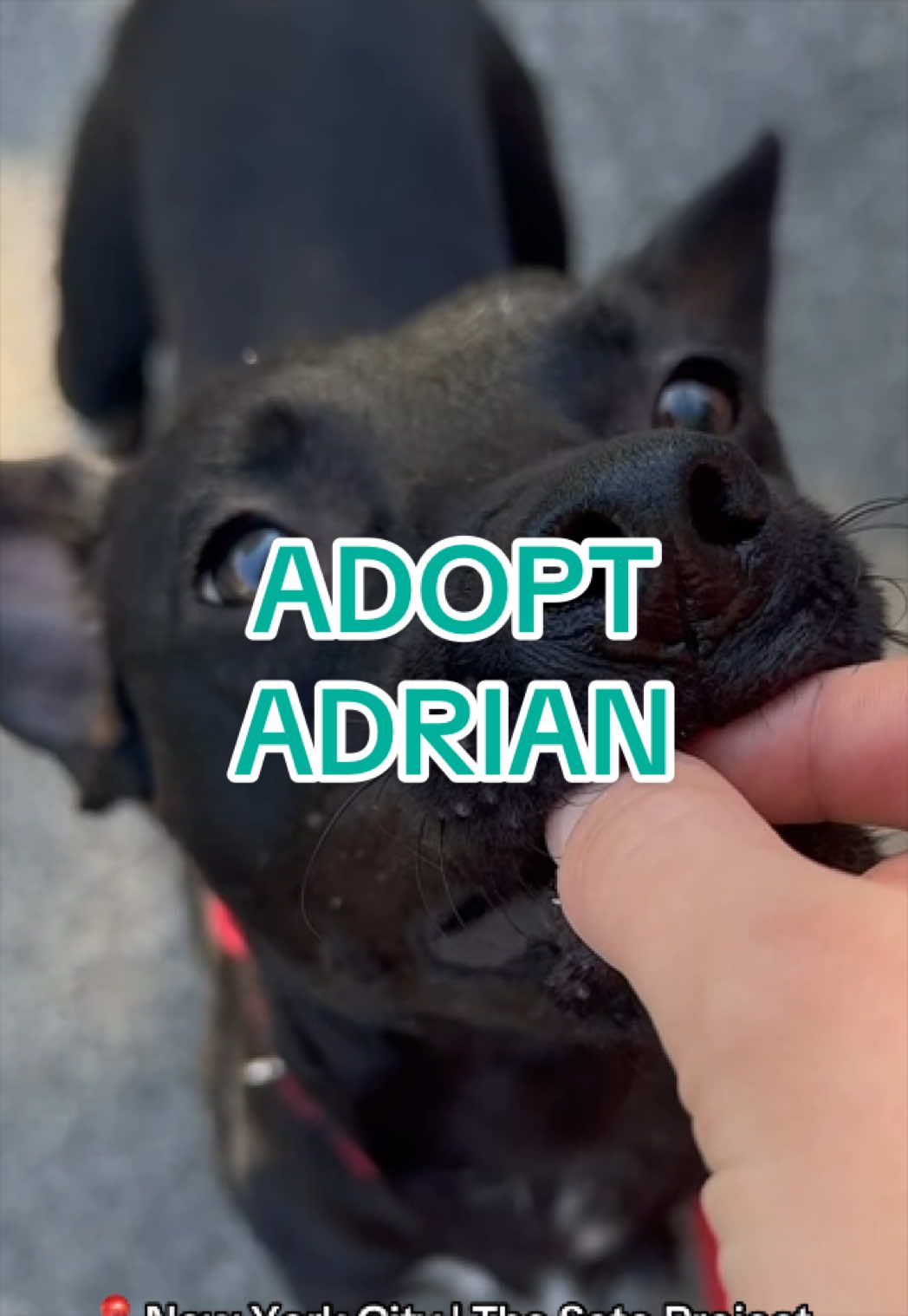 @Adopt a Pet