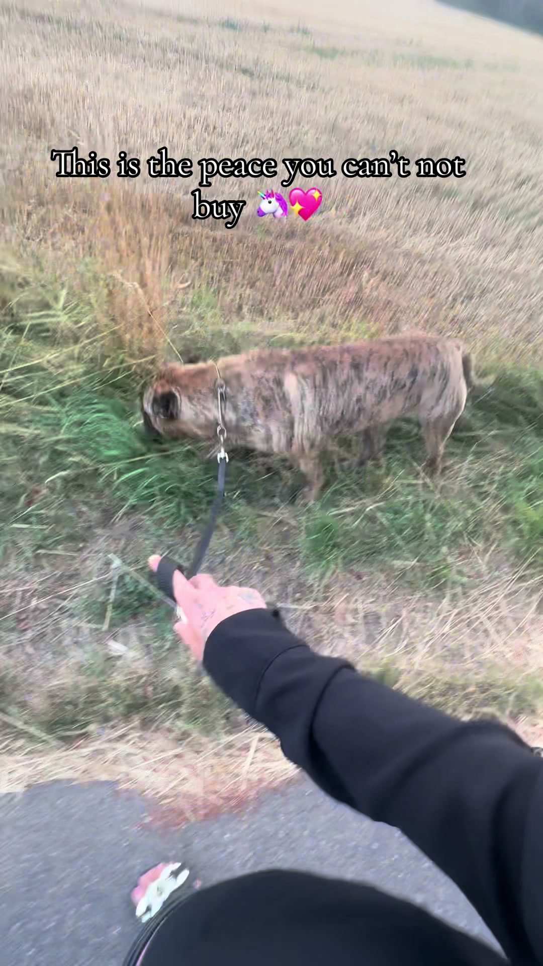 @Dogoargentino_mami