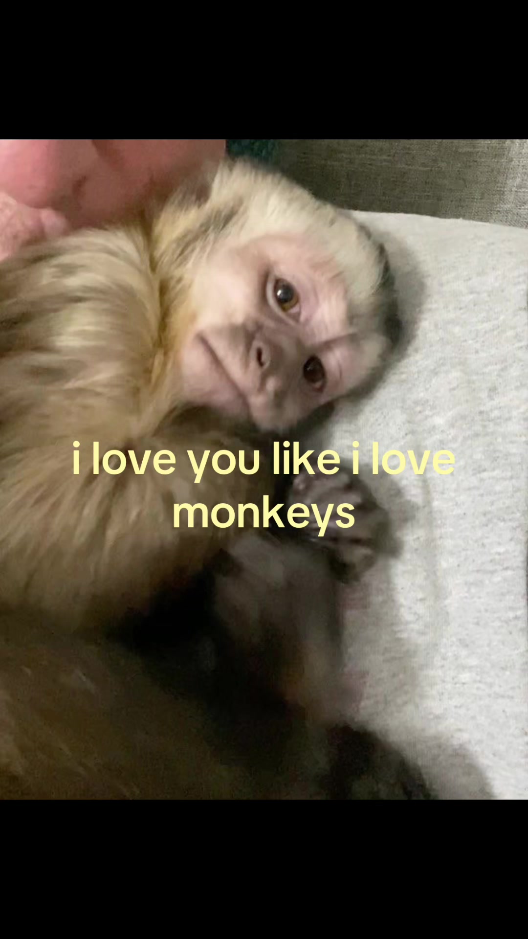 @ᥫ᭡