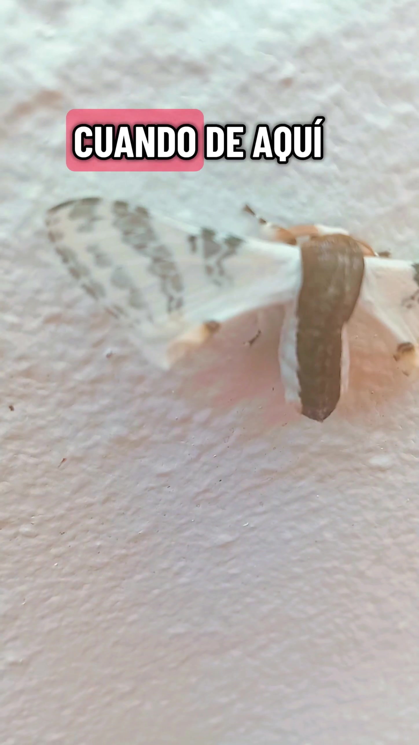@𝑺𝒊𝒍𝒗𝒚 𝑶𝒔𝒐𝒓𝒊𝒐