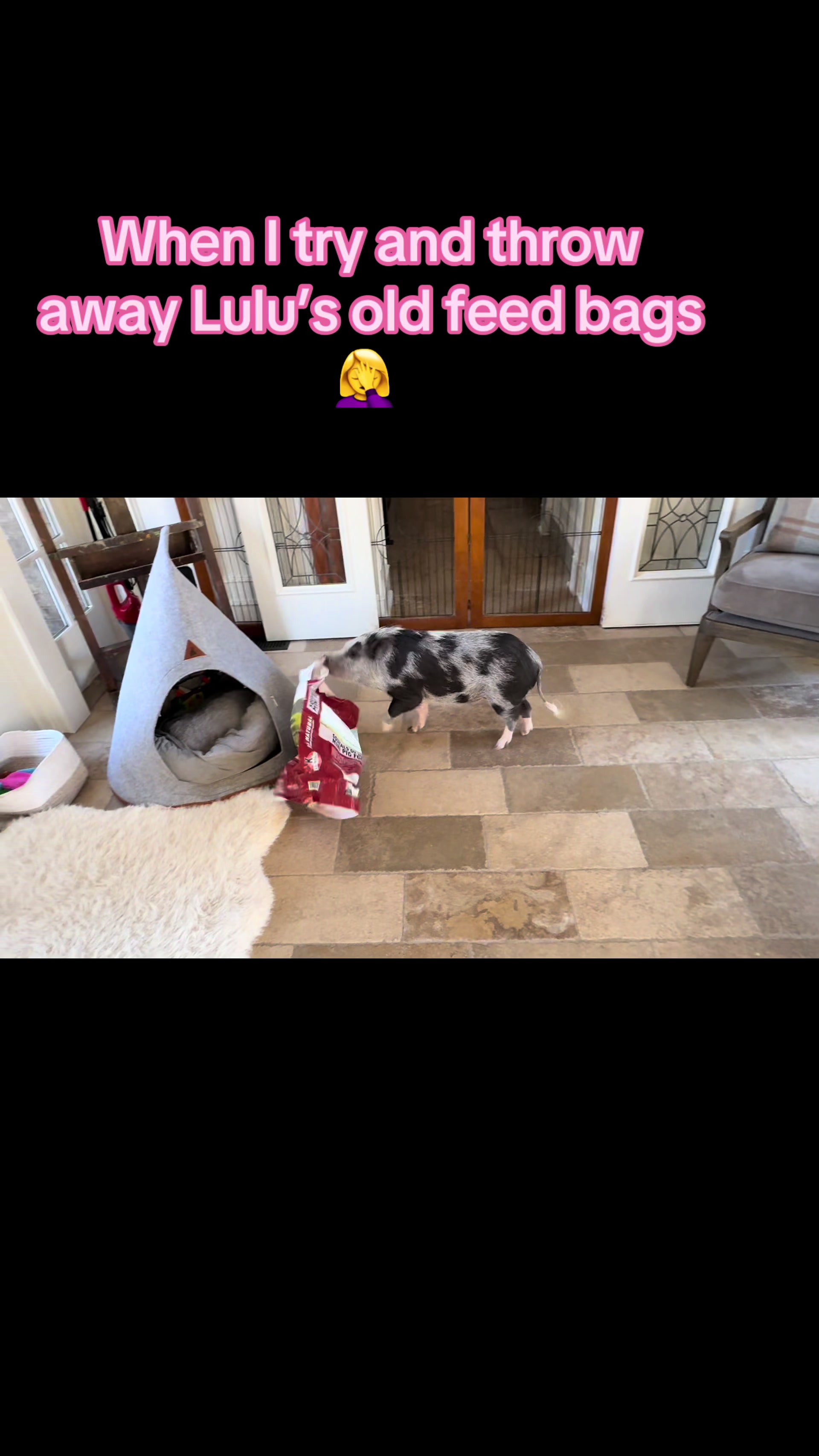 @LuLu The Pixie Pig