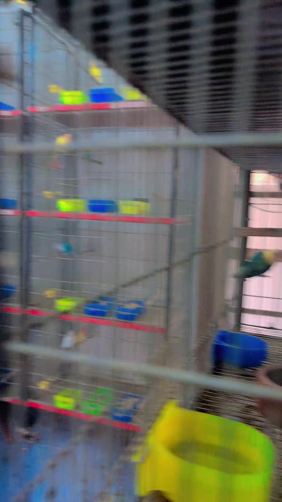 @manhaaviary
