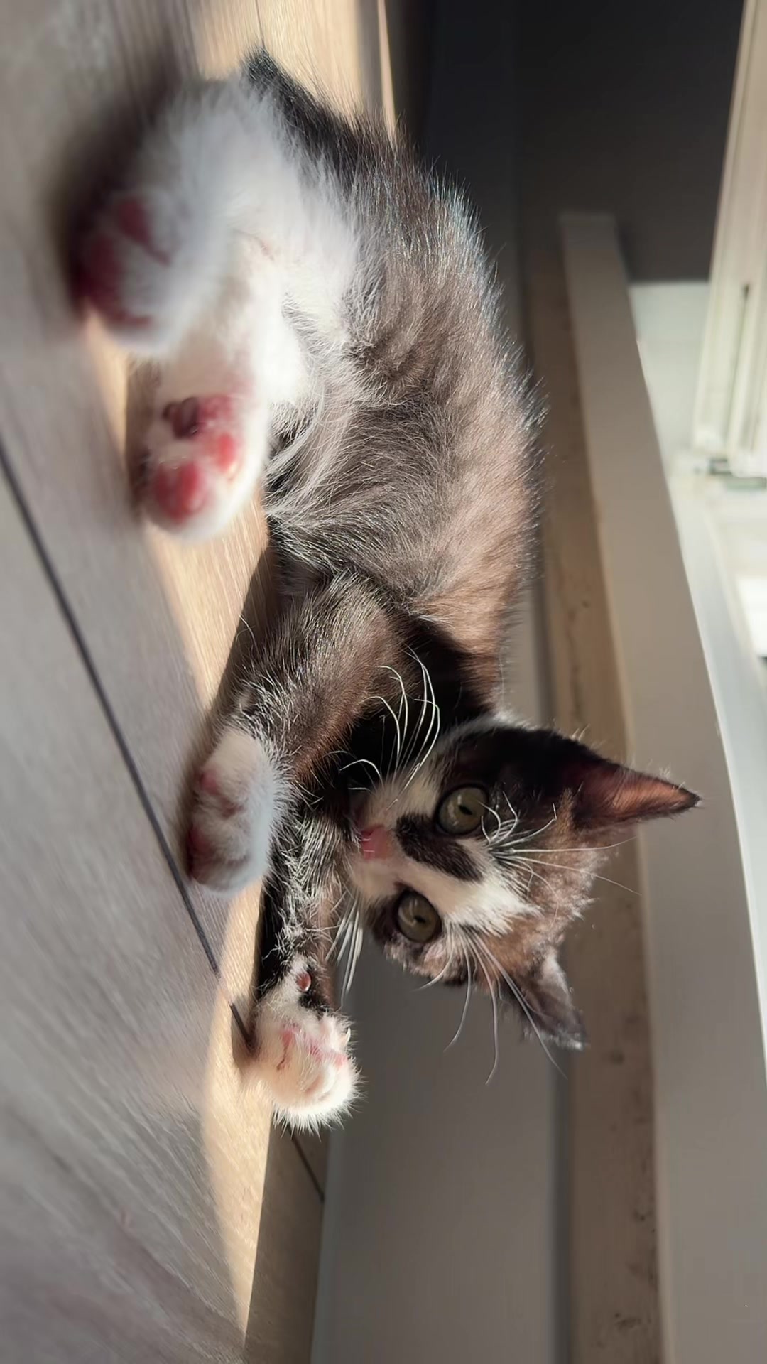 @Lilo the kitty