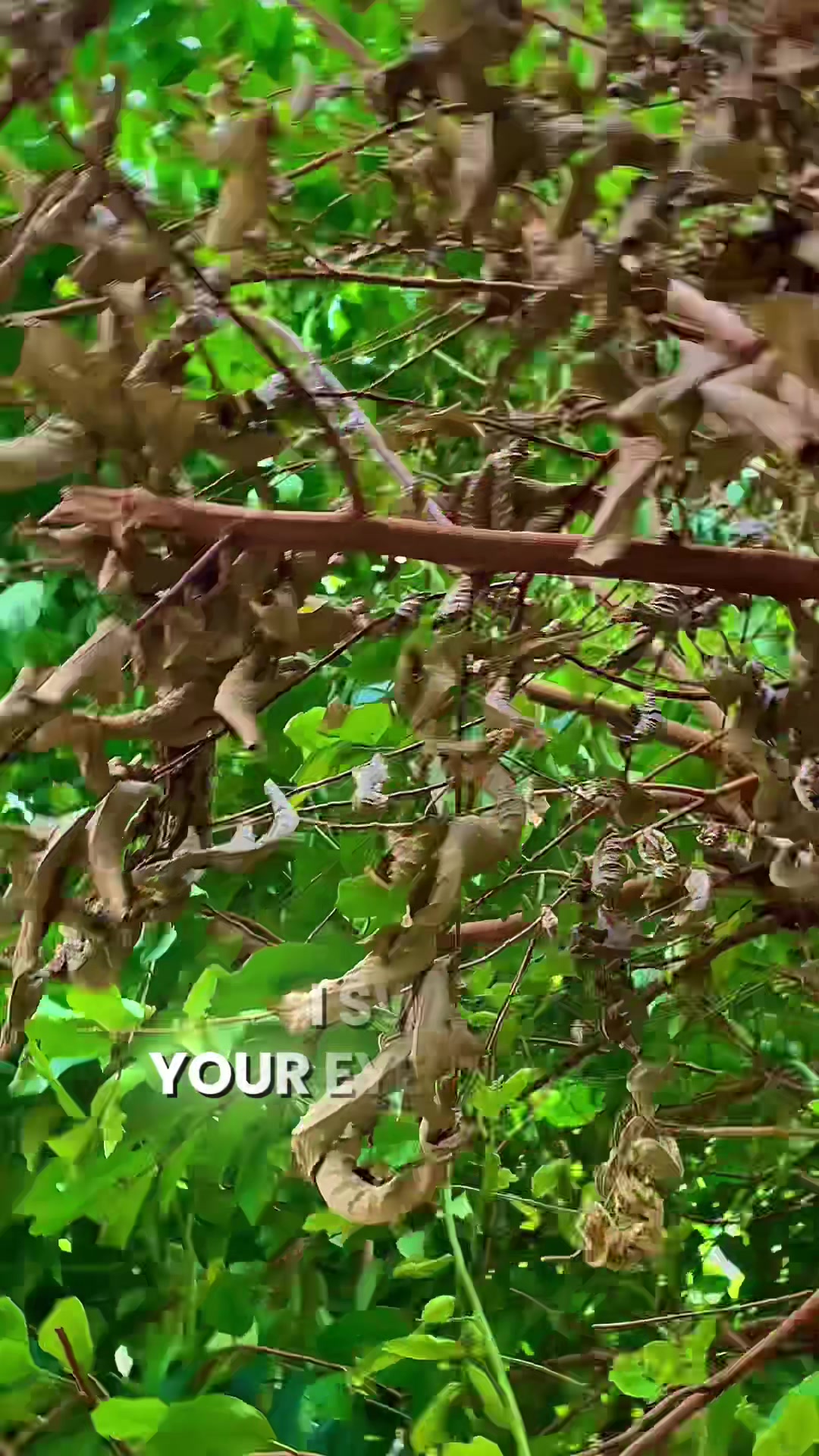 @ronabrey005