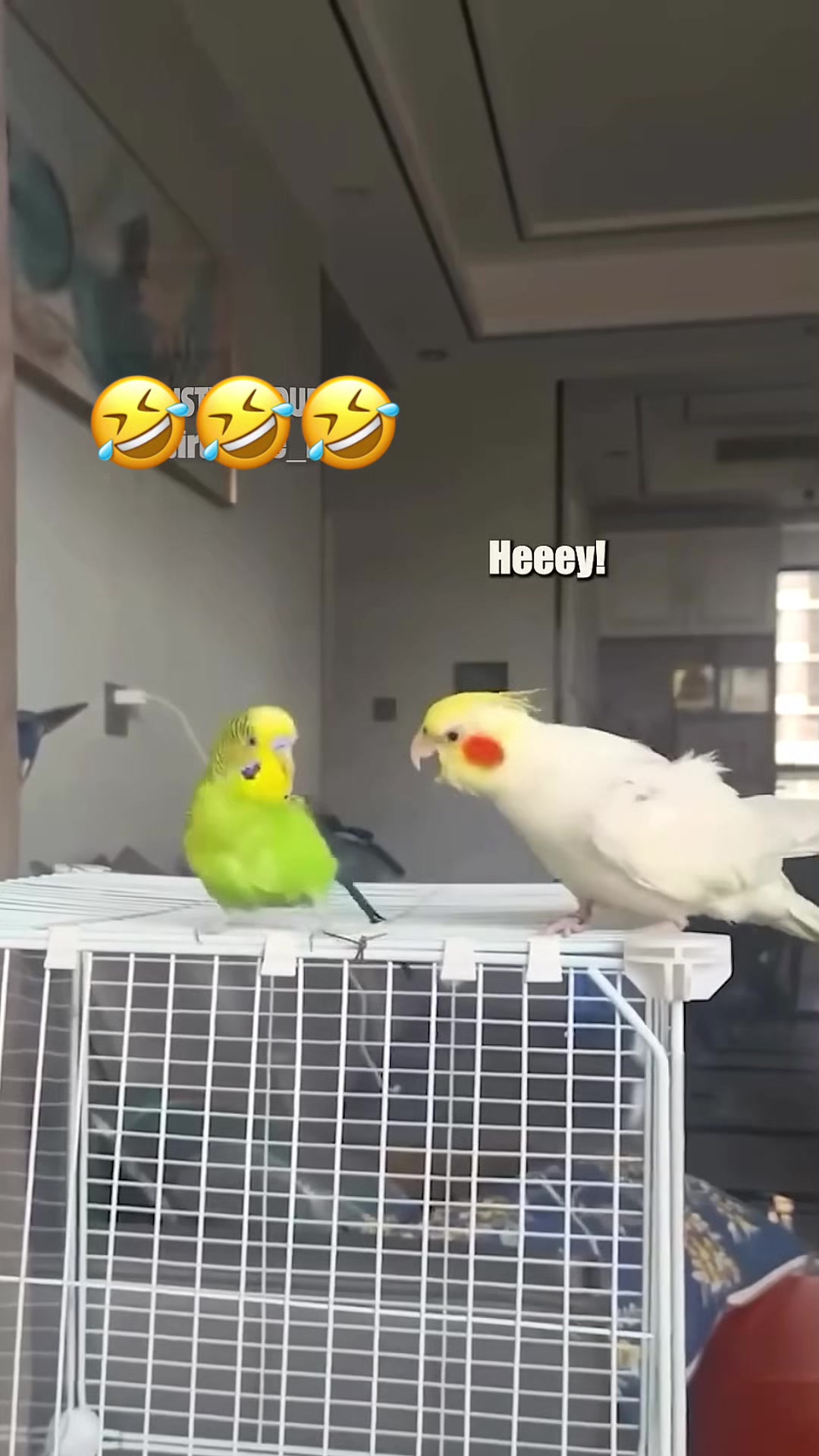 @Funny_pets