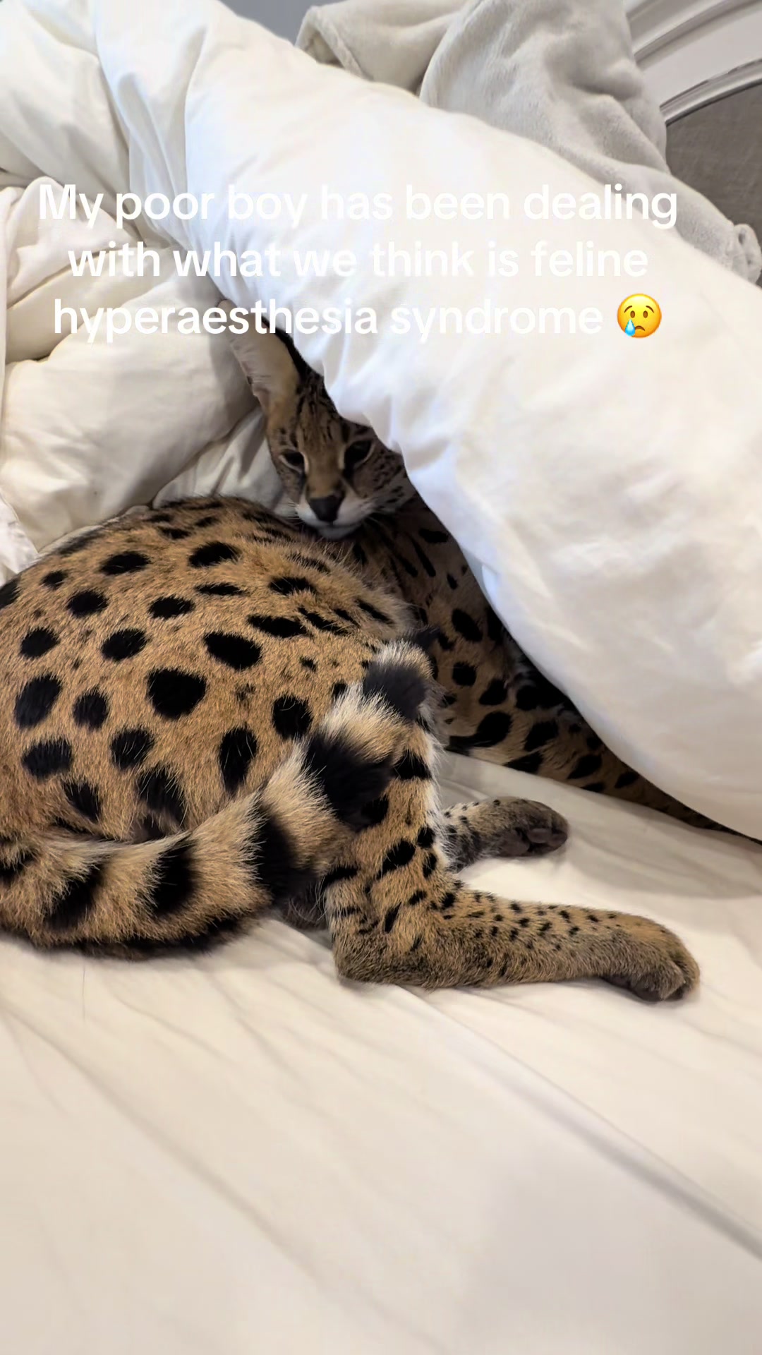 @milo the serval