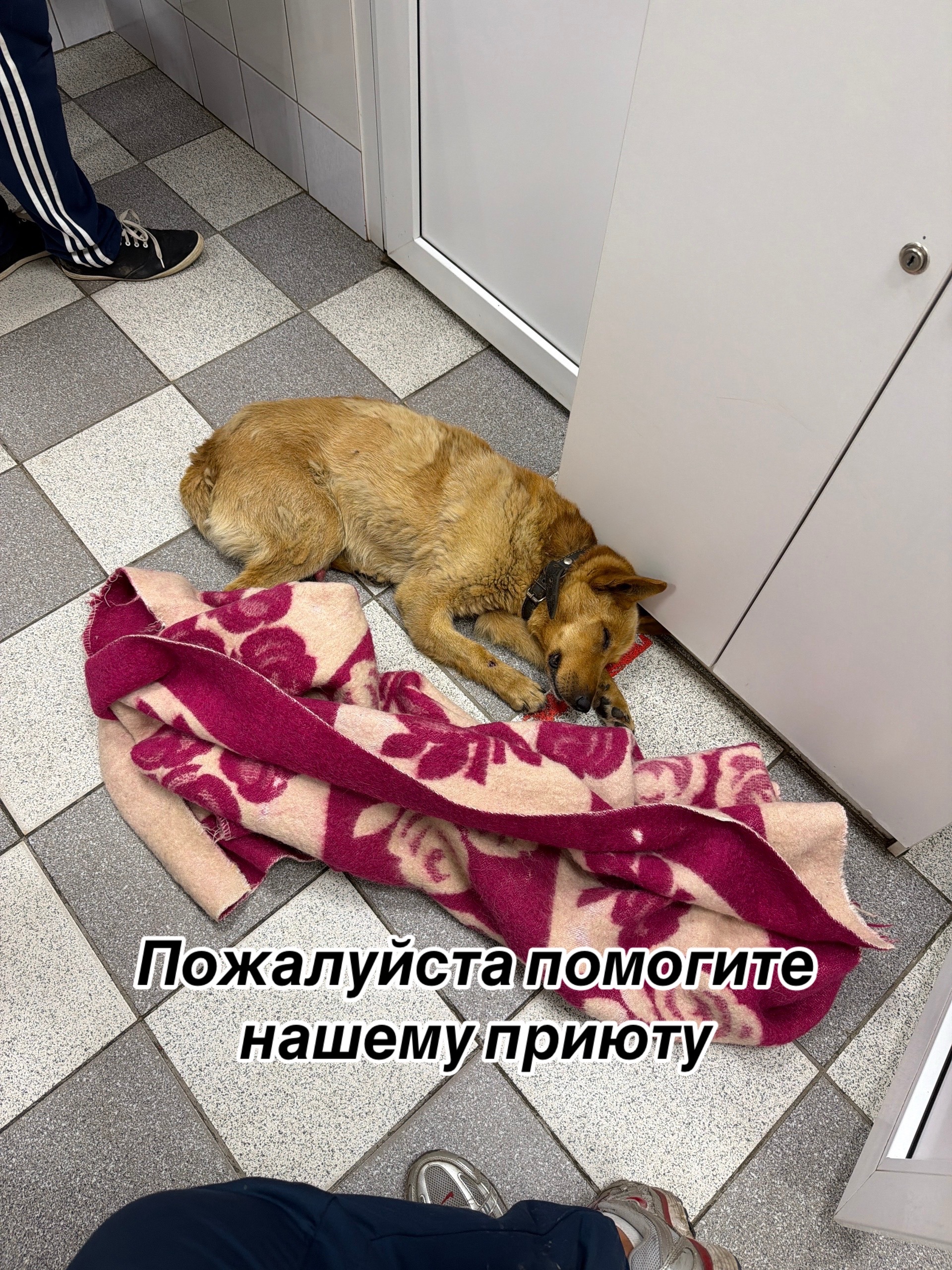 @Приют для животных Потеряшка