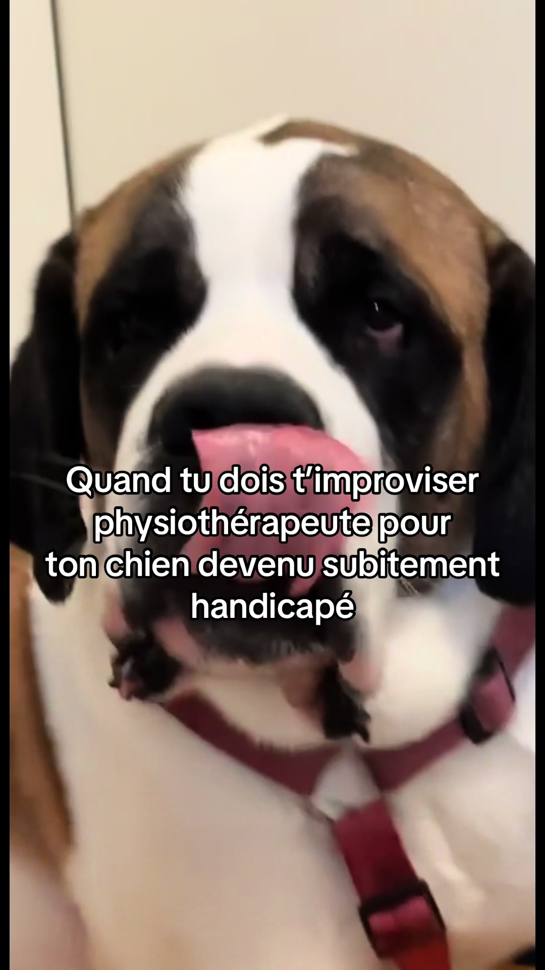 @Xena le St Bernard