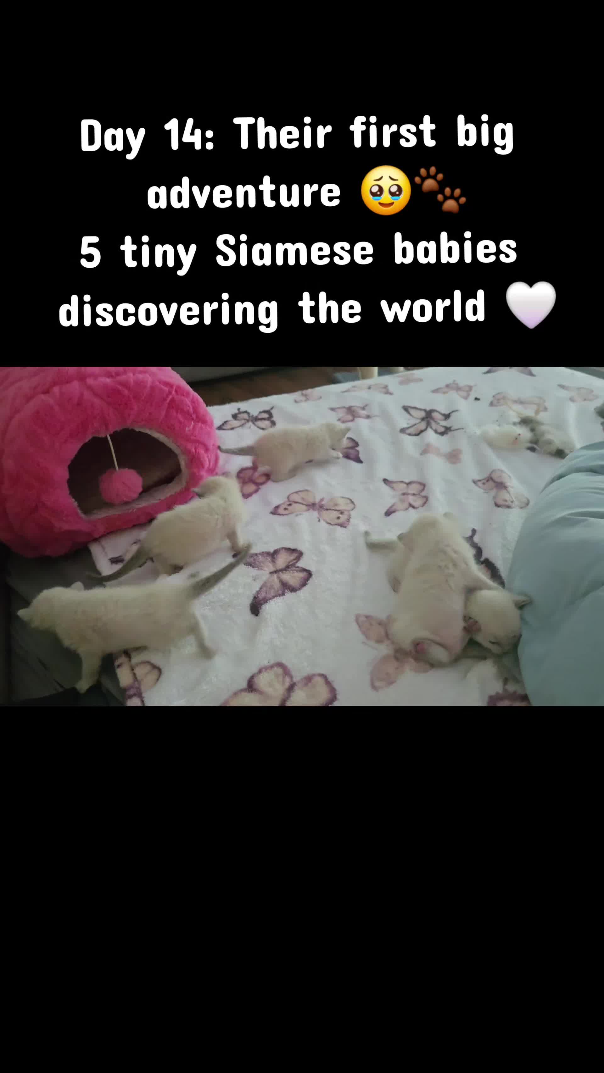 @Brittany Beauties Kittens