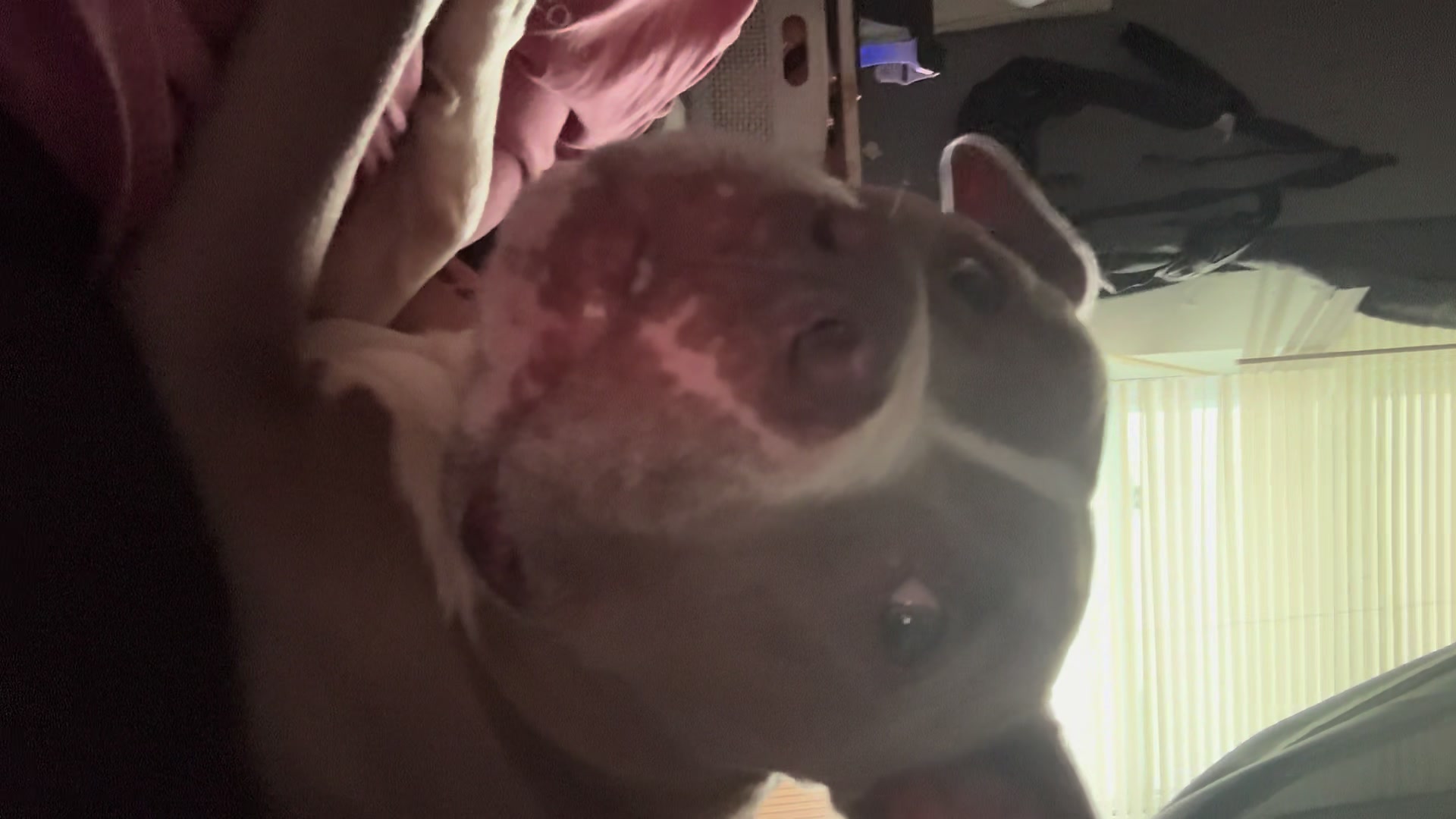 @Pittie Mom