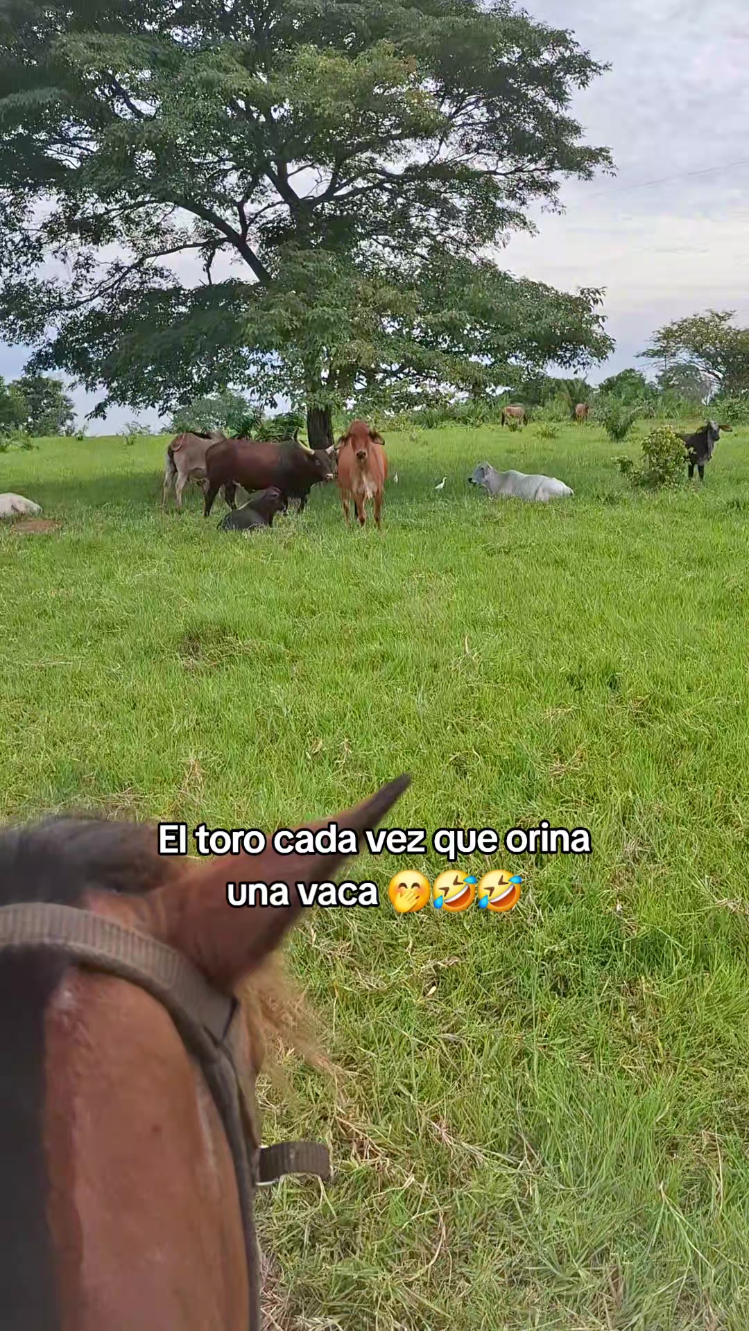 @Caldera 99