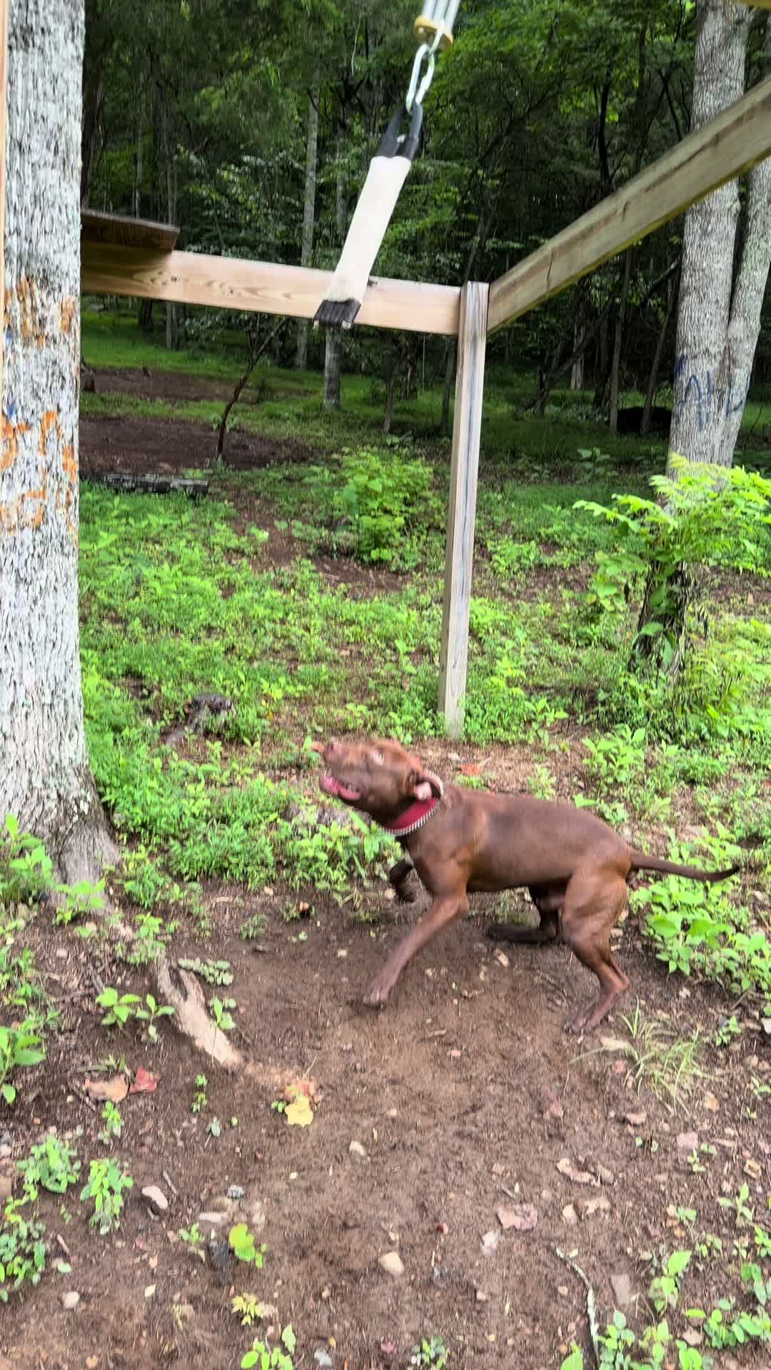 @WorldGoneMadKennels